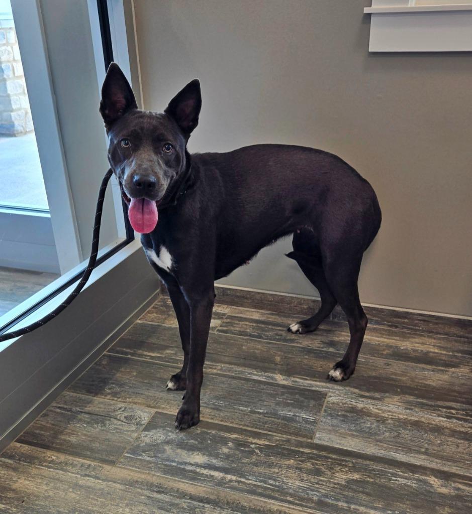 Enlarge Grace Yrly 330, a Adoptable Shepherd in Sidney, OH image 3/6