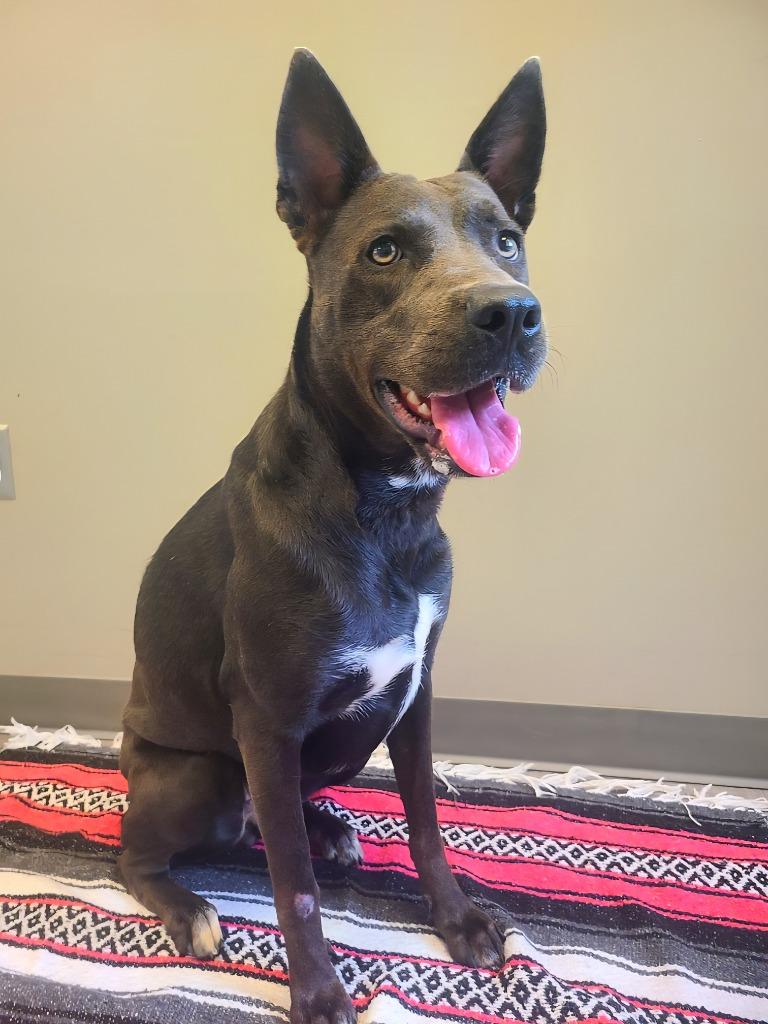 Enlarge Grace Yrly 330, a Adoptable Shepherd in Sidney, OH image 5/6