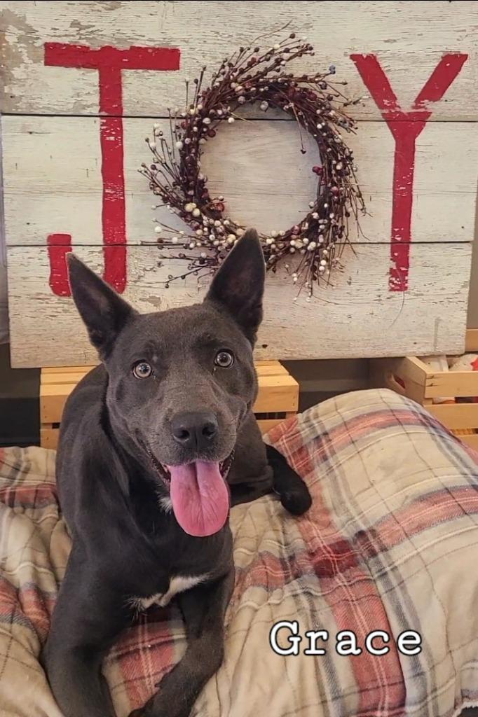 Grace Yrly 330, a Adoptable Shepherd in Sidney, OH image 6/6