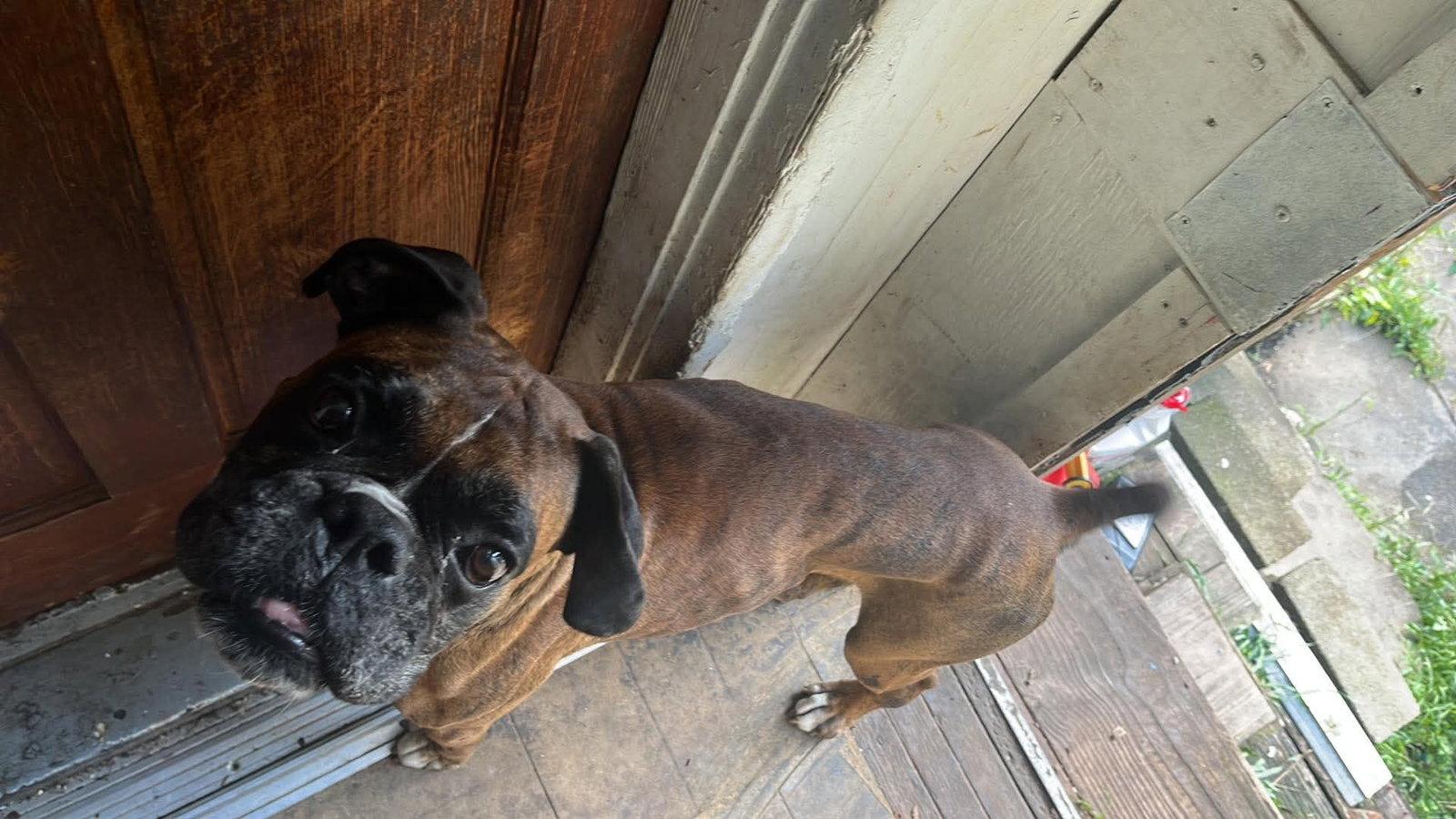 Enlarge Skippy, a Adoptable Boxer in Monticello, NY image 1/2