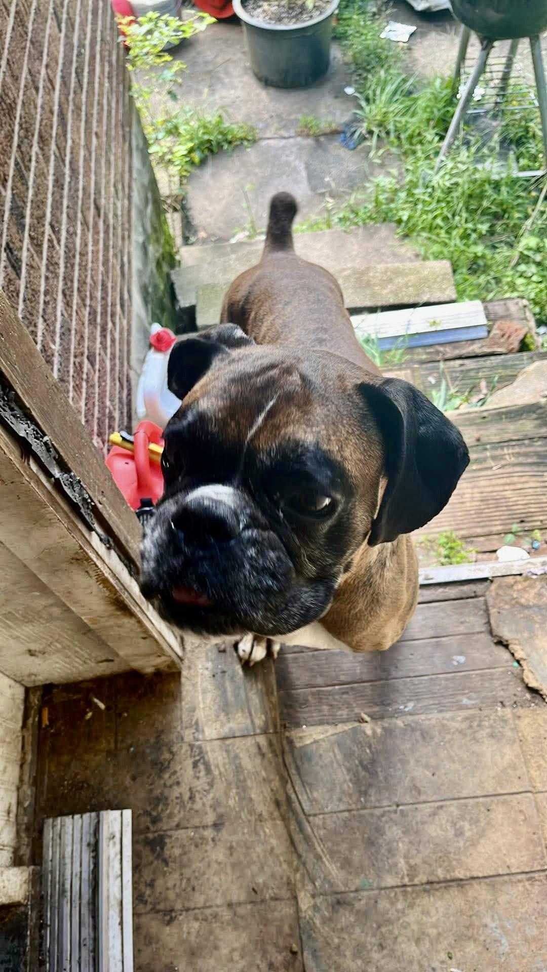 Enlarge Skippy, a Adoptable Boxer in Monticello, NY image 2/2