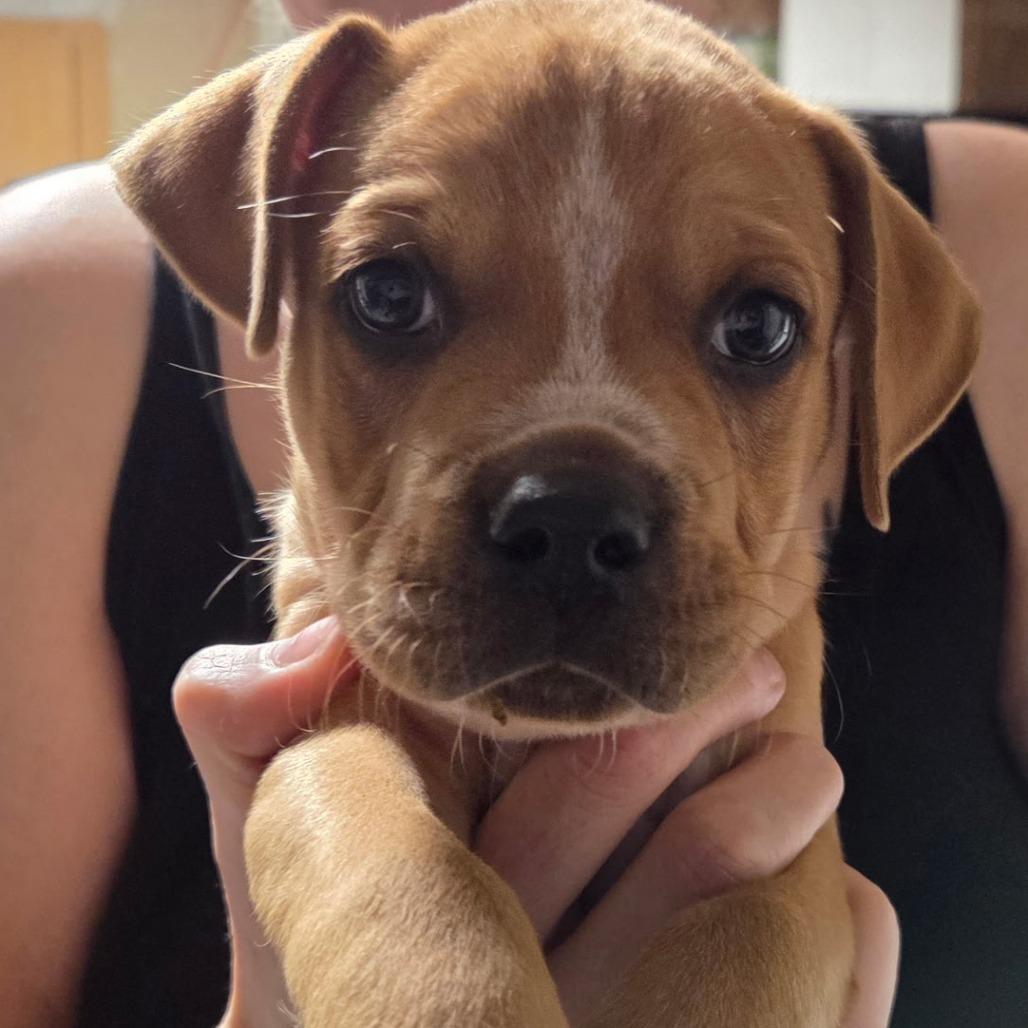 Jerry, Adoptable, Puppy Male Mixed Breed.