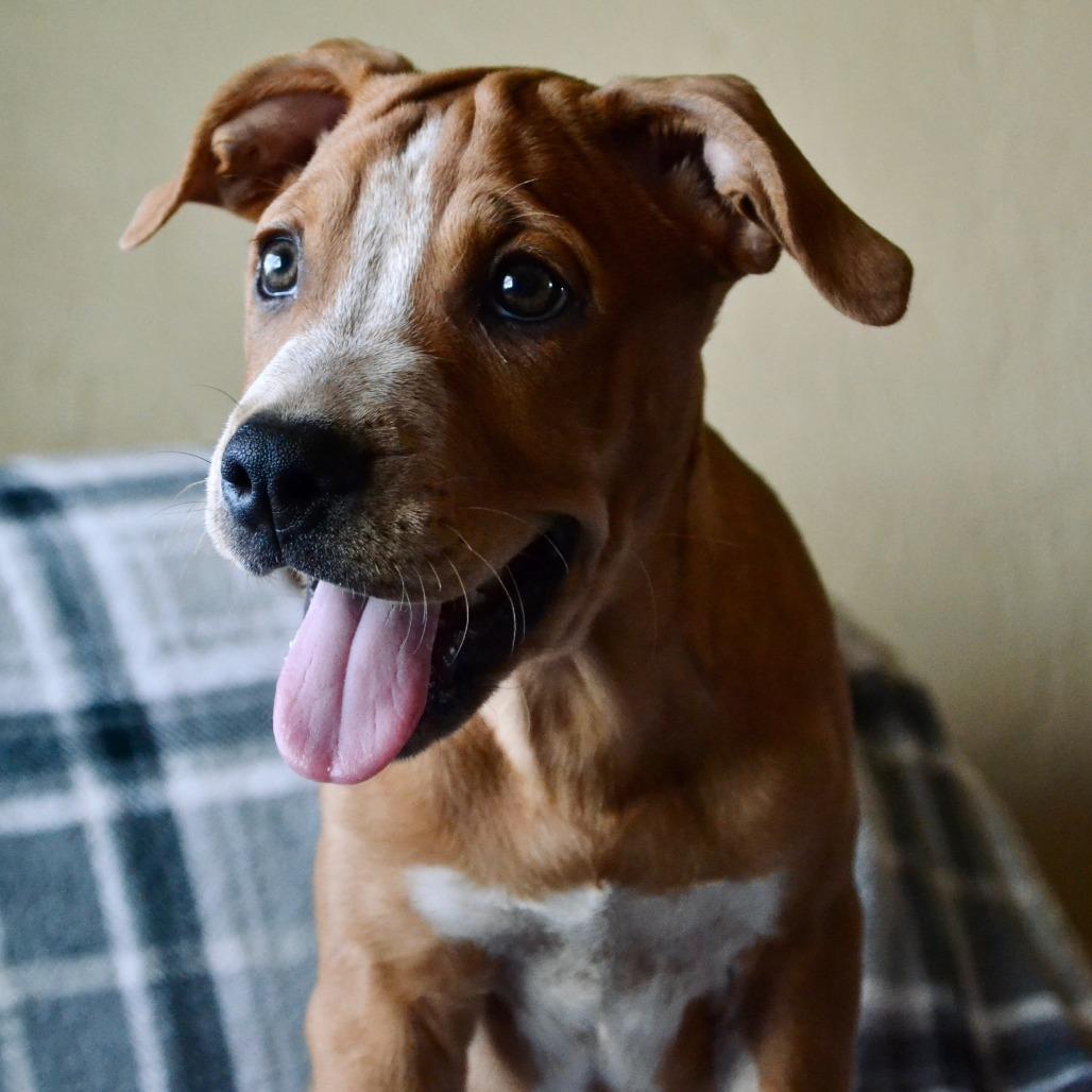 Enlarge Jerry, a Adoptable Mixed Breed in Duncan, OK image 2/6