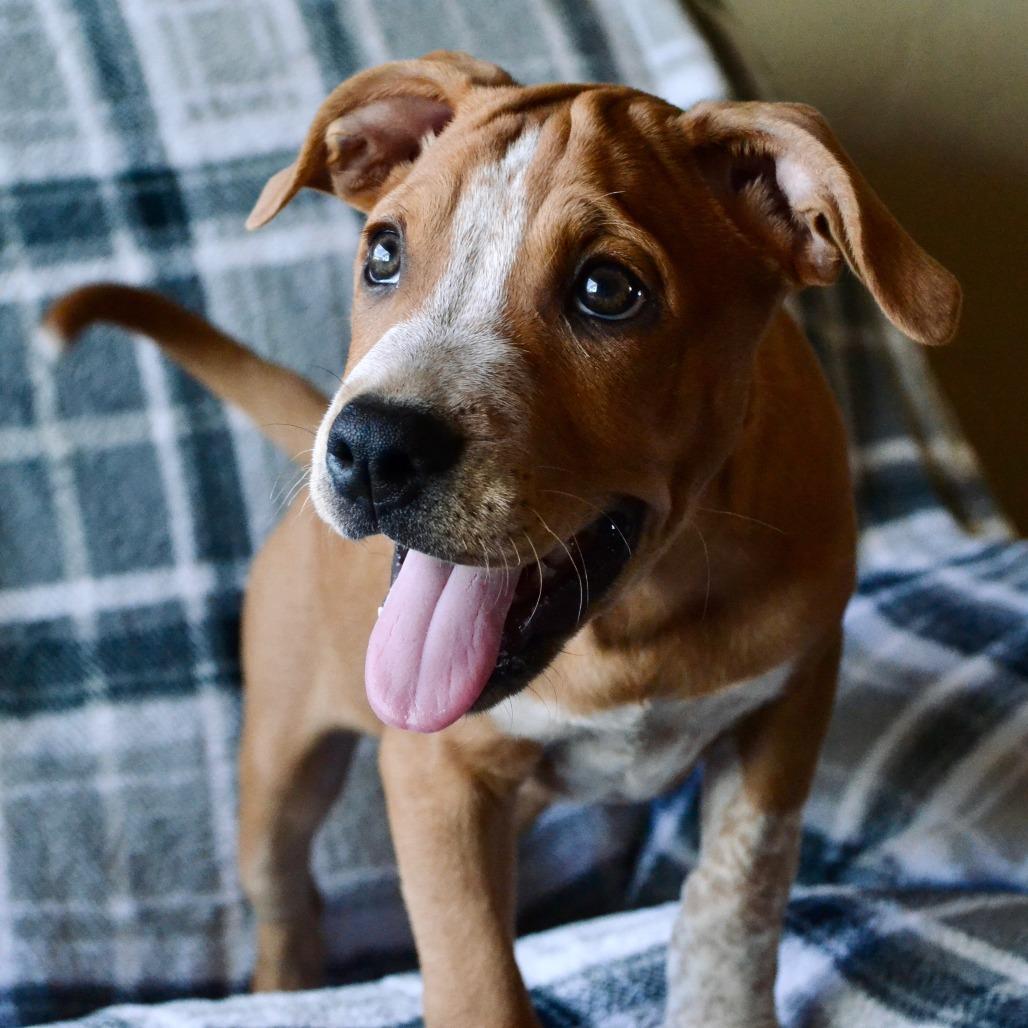 Enlarge Jerry, a Adoptable Mixed Breed in Duncan, OK image 3/6