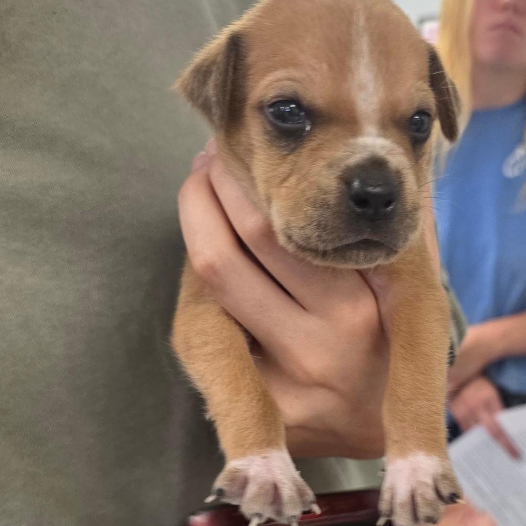 Enlarge Jerry, a Adoptable Mixed Breed in Duncan, OK image 4/6