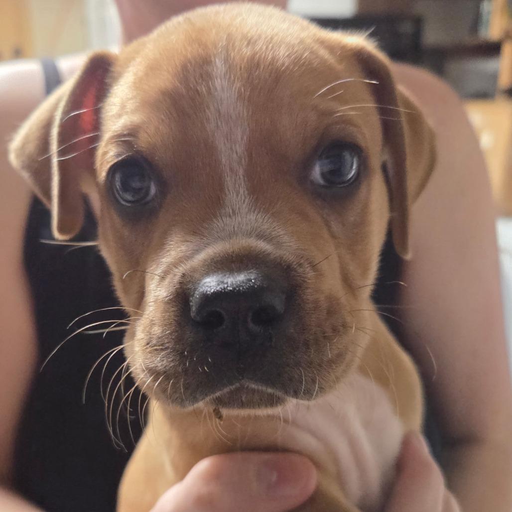 Enlarge Jerry, a Adoptable Mixed Breed in Duncan, OK image 5/6