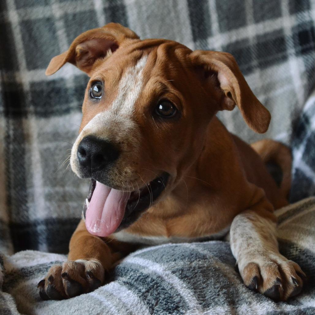 Enlarge Jerry, a Adoptable Mixed Breed in Duncan, OK image 6/6