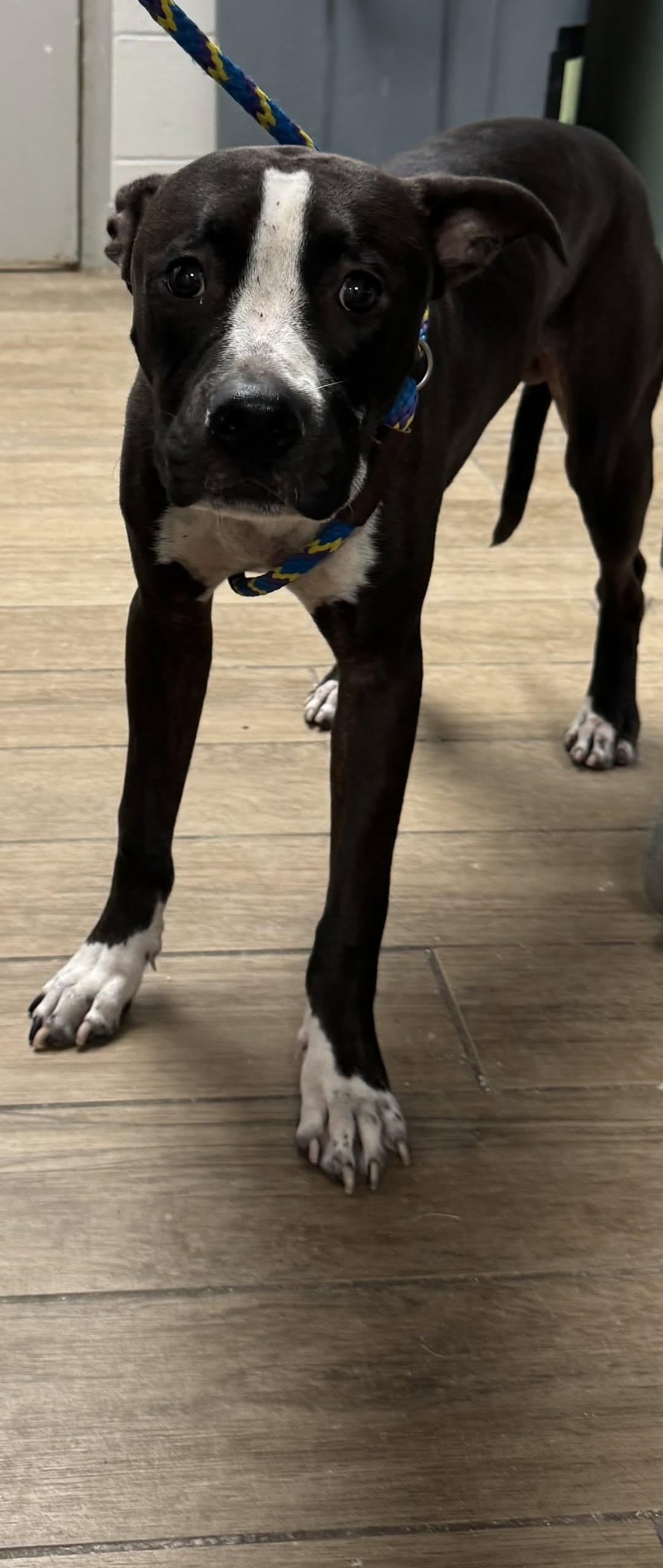 Enlarge Dice, a Adopted Pit Bull Terrier in Rowlett, TX image 1/1
