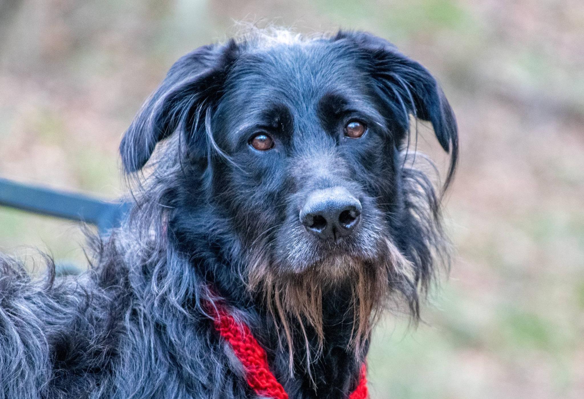 Sir Fluffington - Adoptable Pet | Petfinder | Petfinder