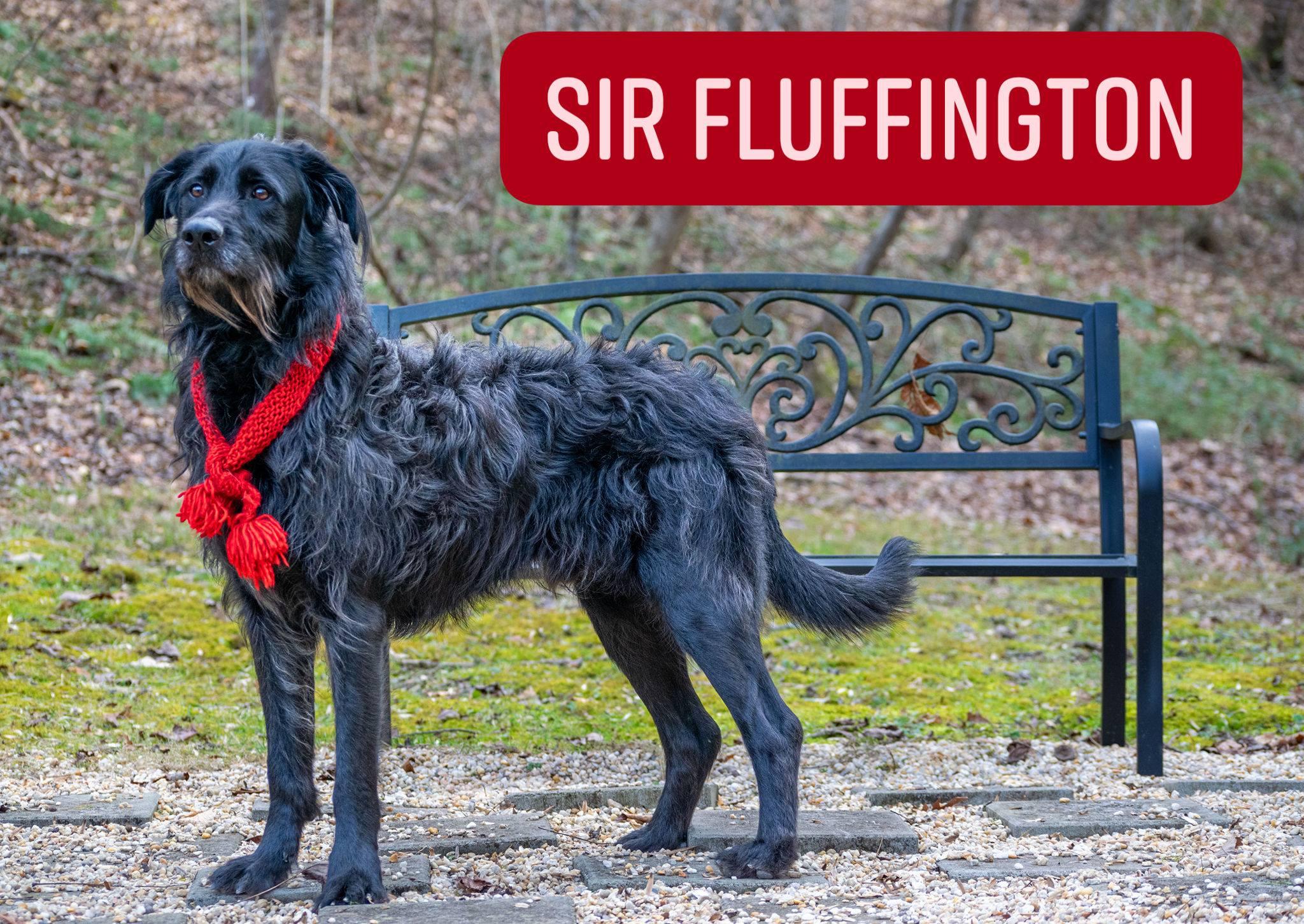 Sir Fluffington - Adoptable Pet | Petfinder | Petfinder