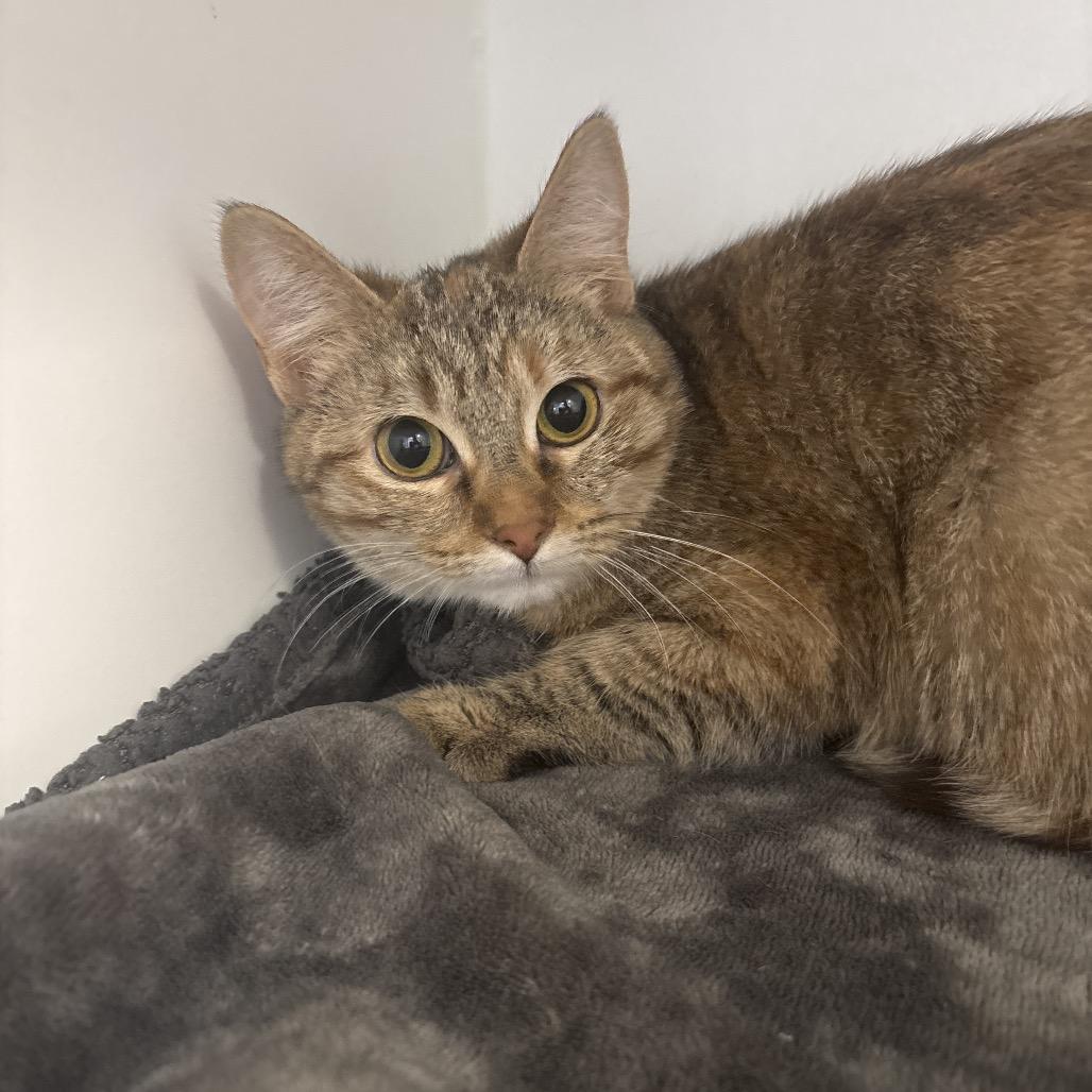 Enlarge Roxanne, a Adoptable Domestic Short Hair in Tulsa, OK image 3/3