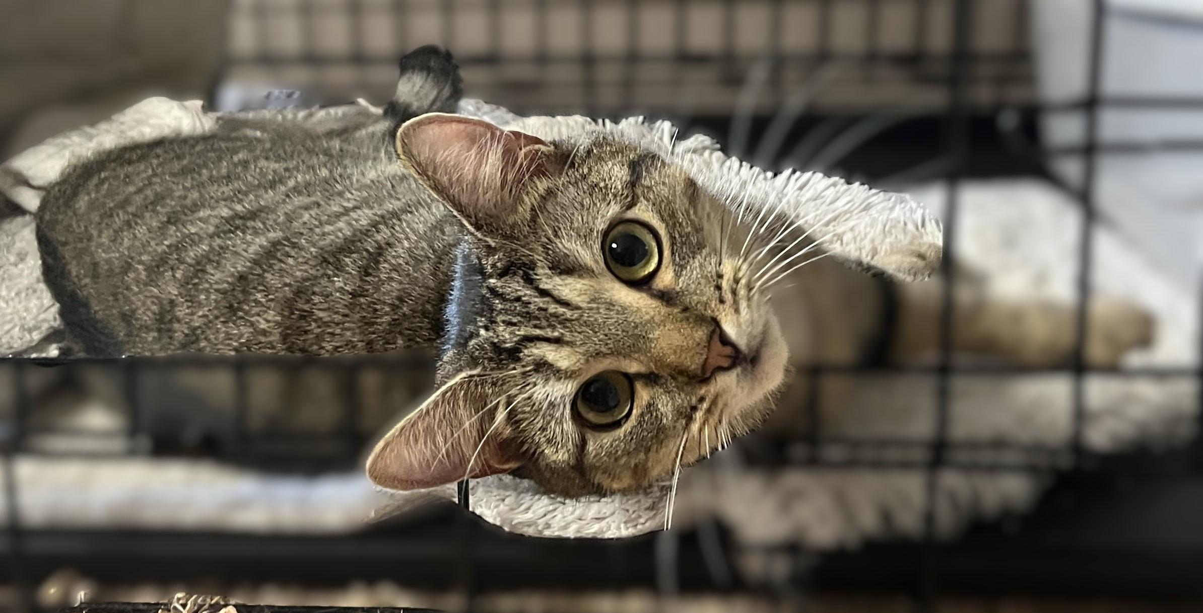 SAMMY