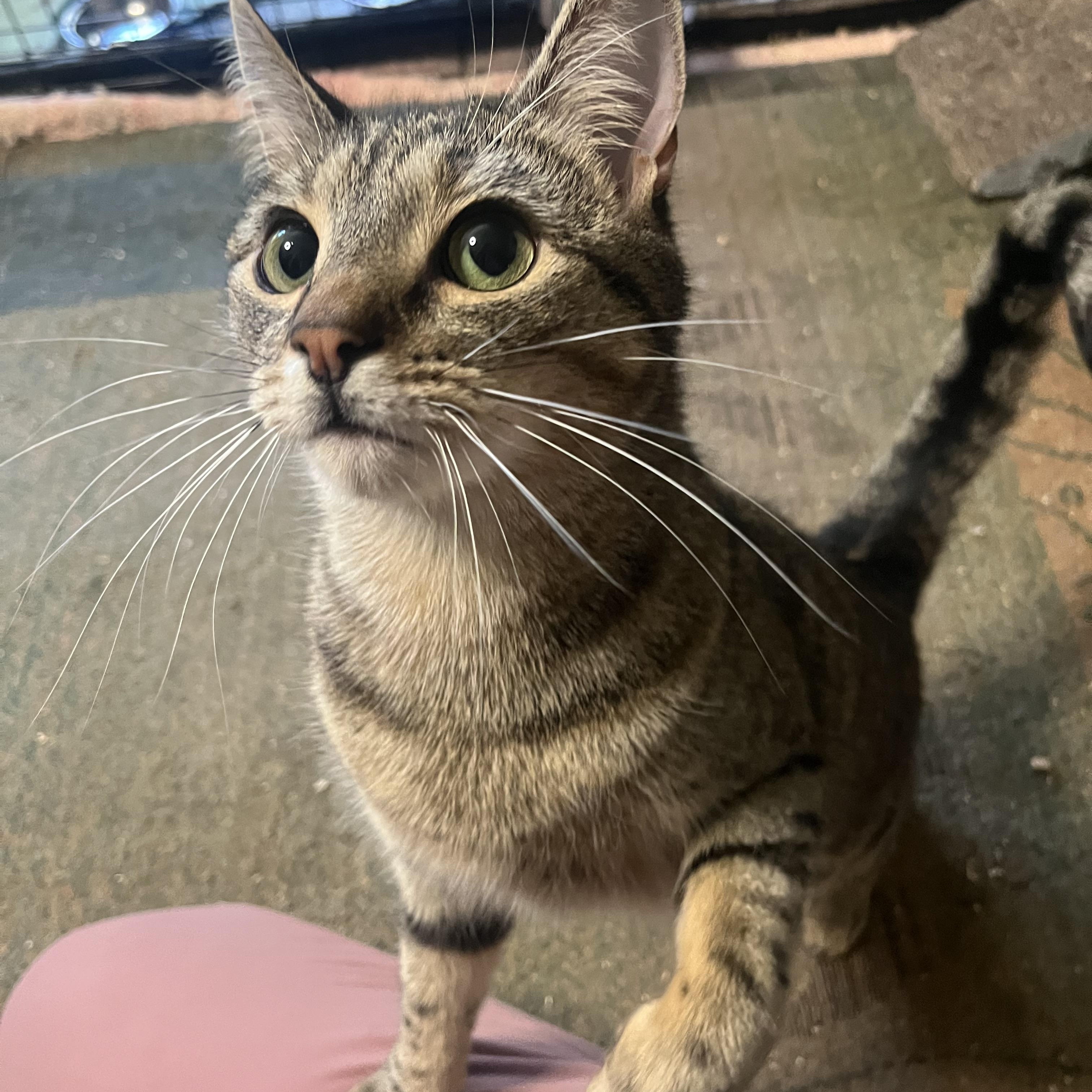 SAMMY, Young Male Domestic Short Hair