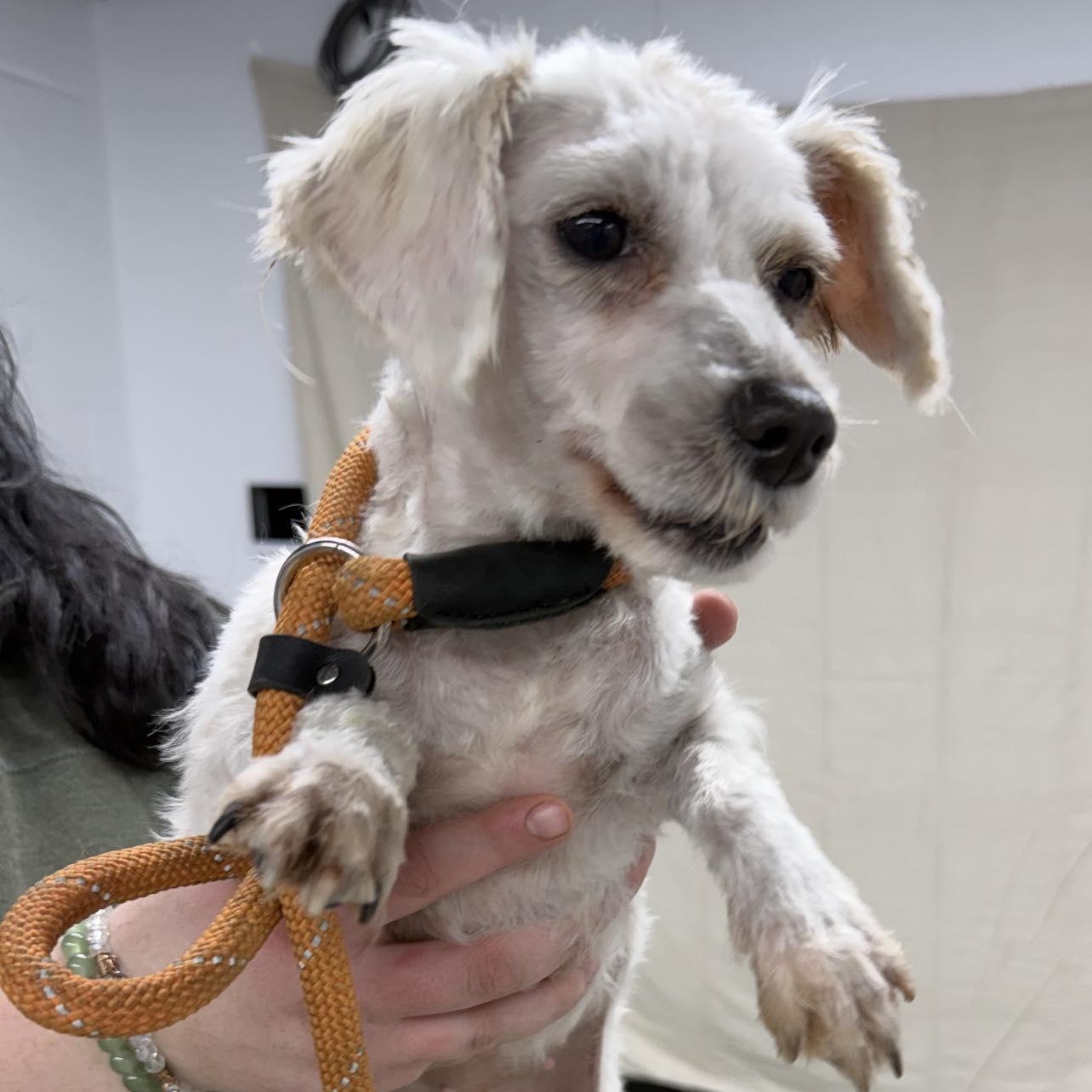 Dorothy Ann, ADOPTABLE, Adult Female Poodle.