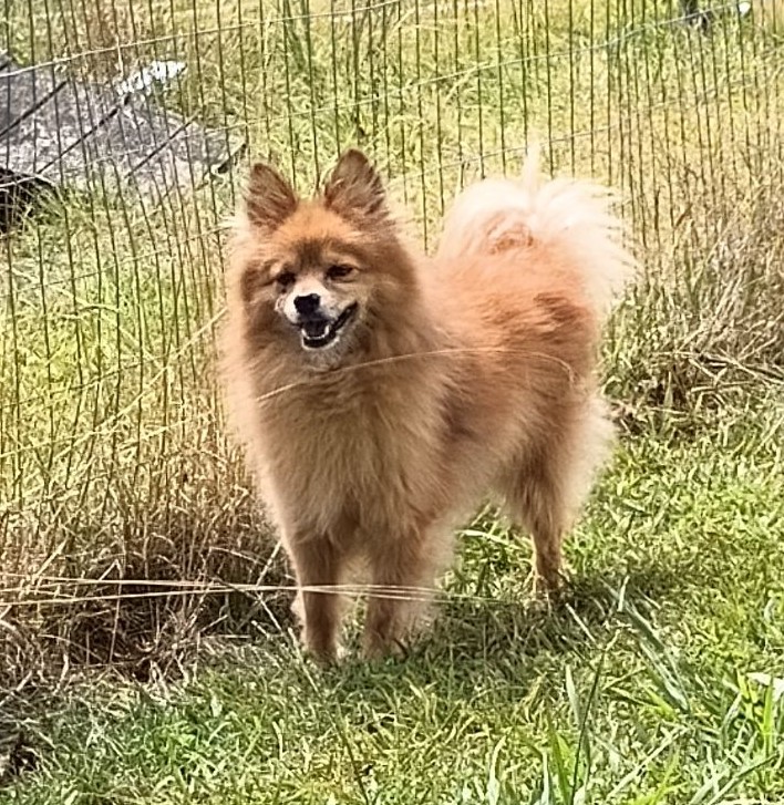 Lego, a Adoptable German Spitz in Belington, WV image 1/2