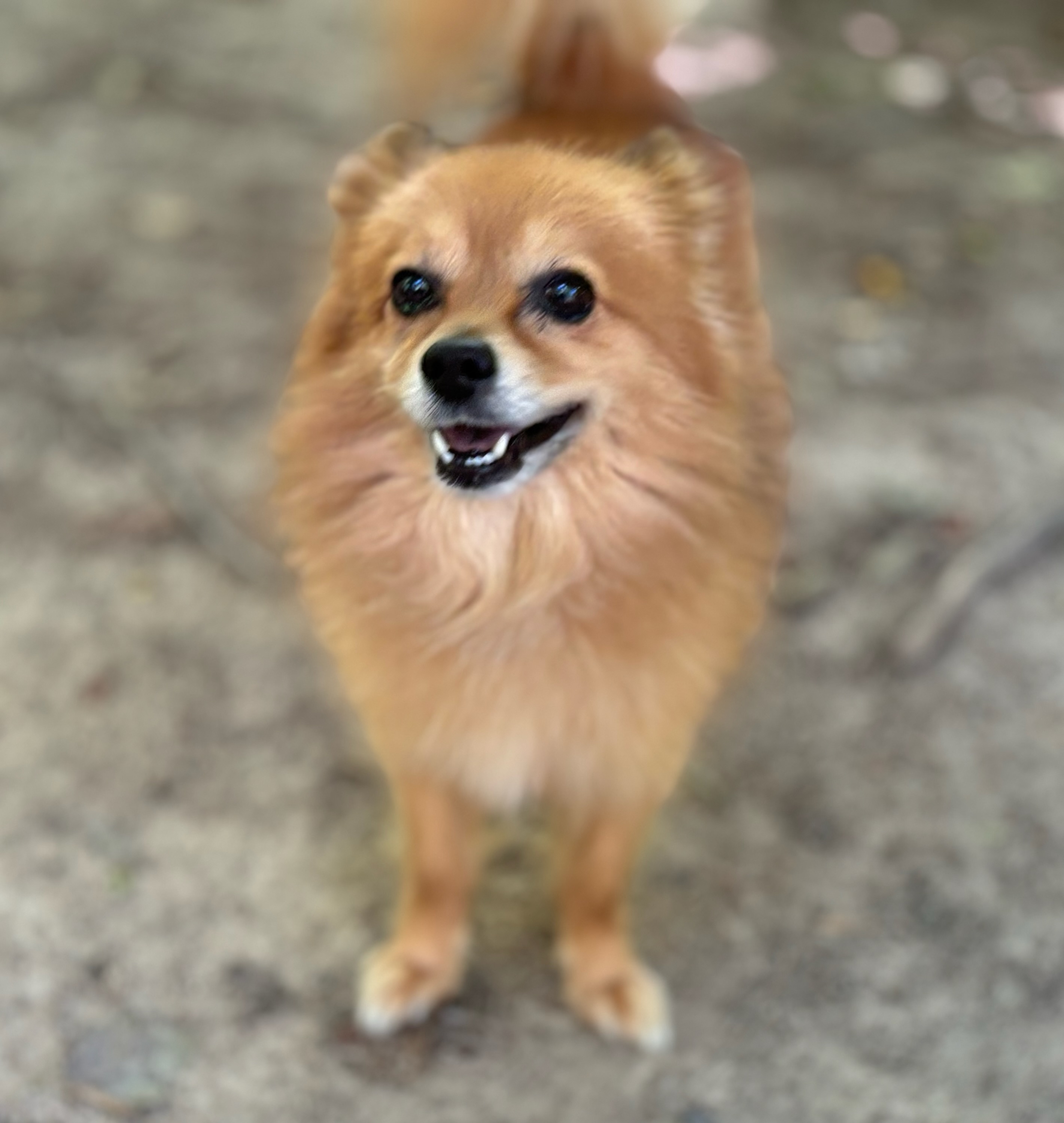 Lego, a Adoptable German Spitz in Belington, WV image 2/2