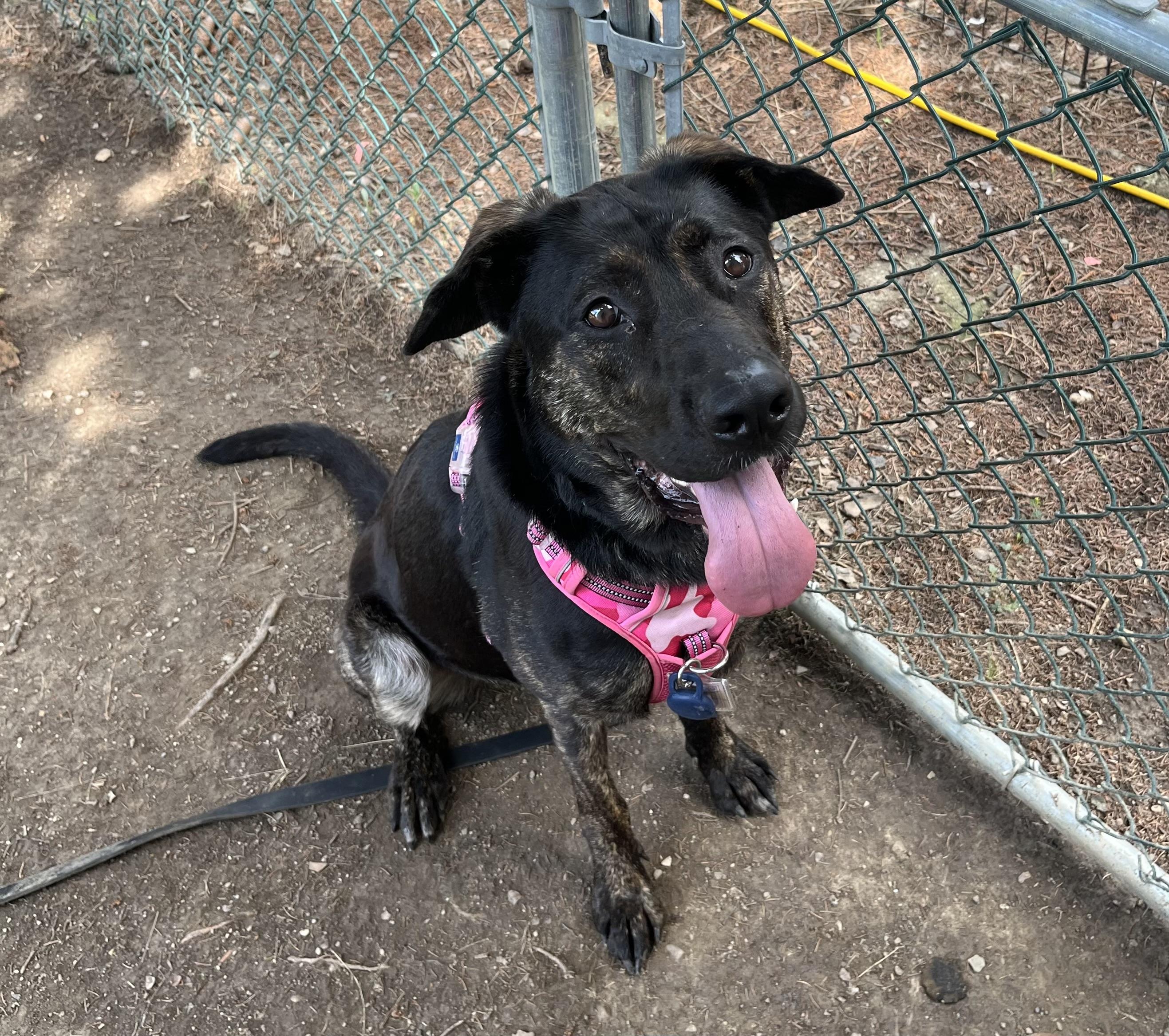 Stella
