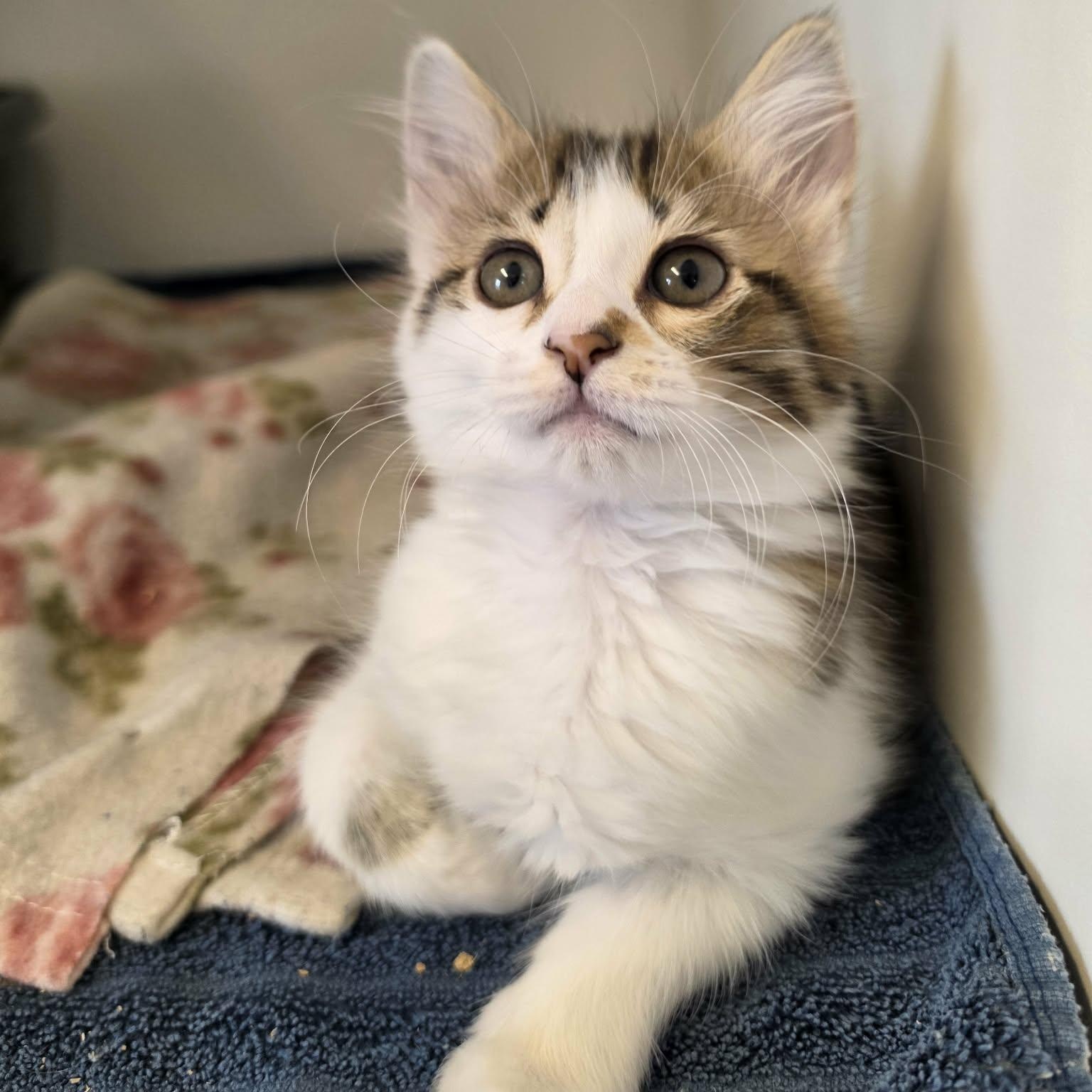 Enlarge Baja, an adopted Domestic Long Hair in Grants Pass, OR image 1/1