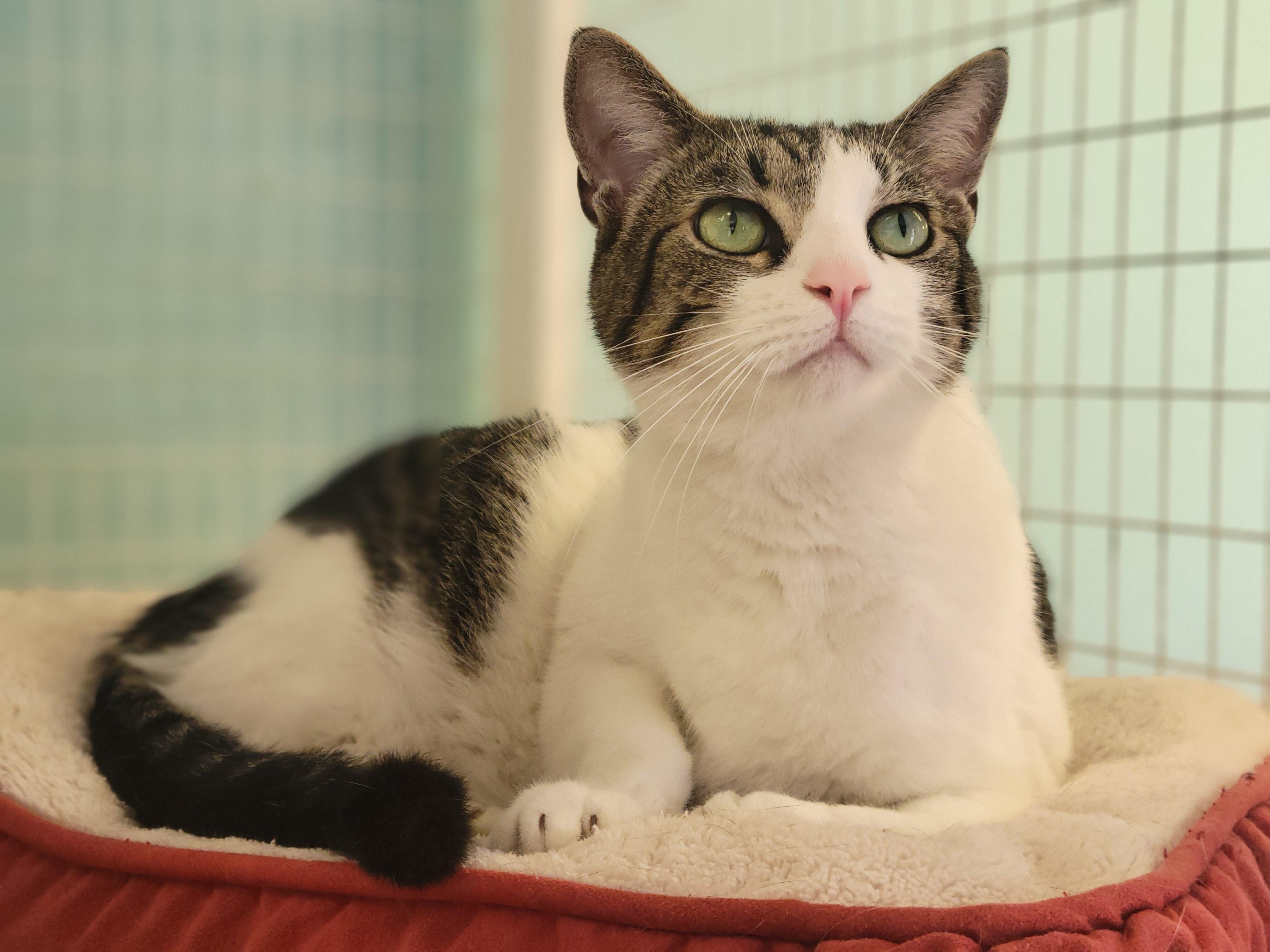 Ollie and Alfie, an adopted Domestic Short Hair in Memphis, TN image 2/2