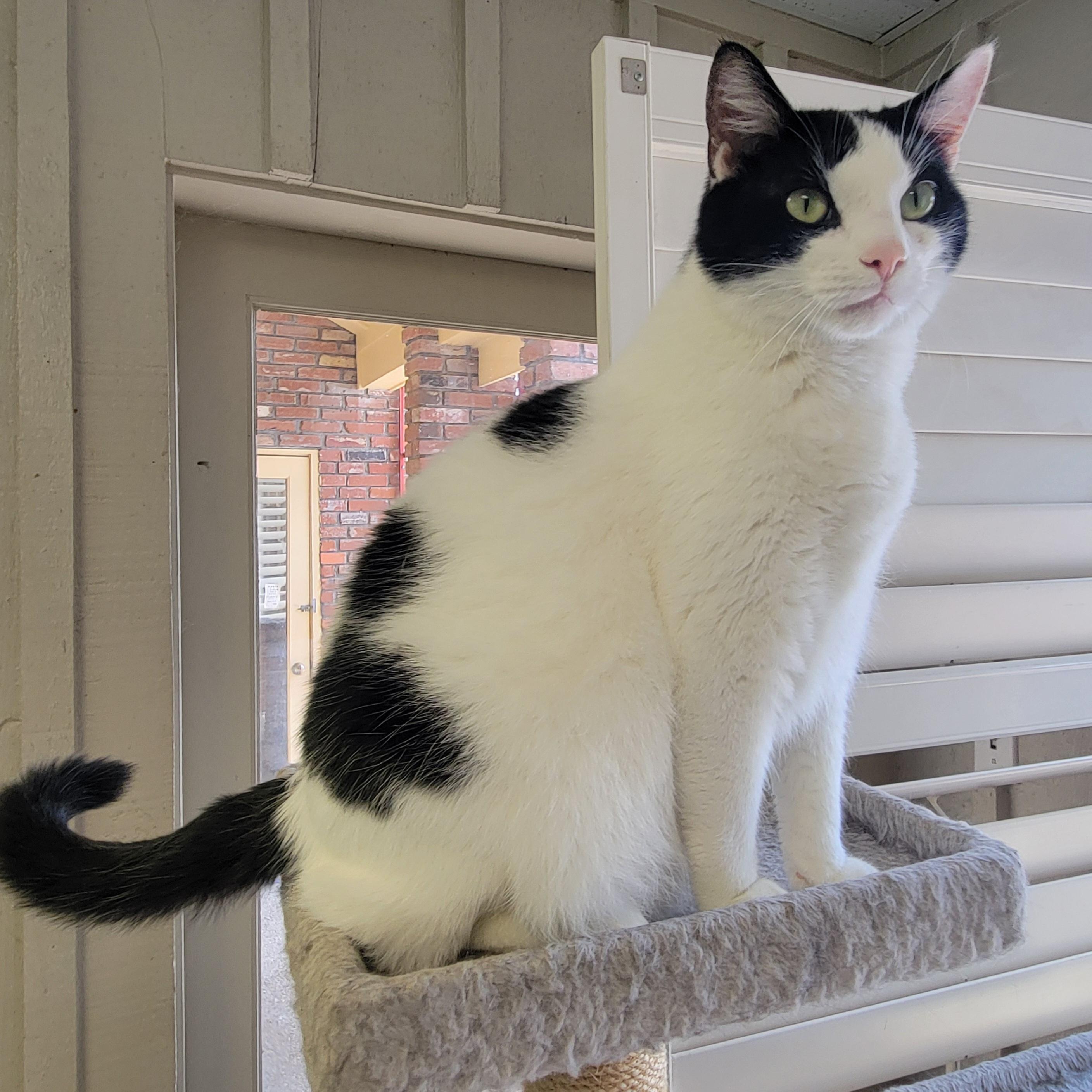 Ollie and Alfie, an adopted Domestic Short Hair in Memphis, TN image 1/2