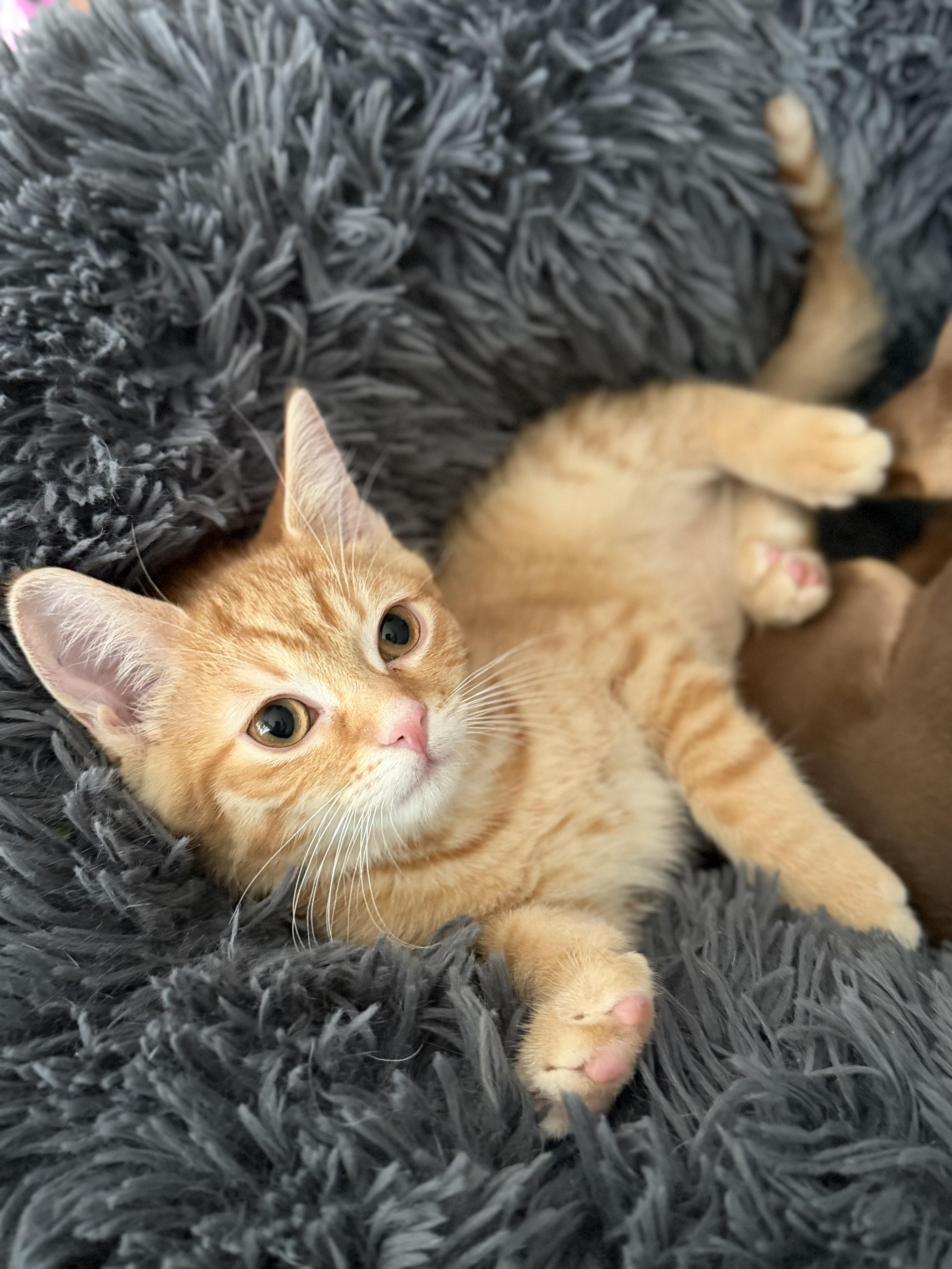 Dorito, adopted, Kitten Male Domestic Short Hair.