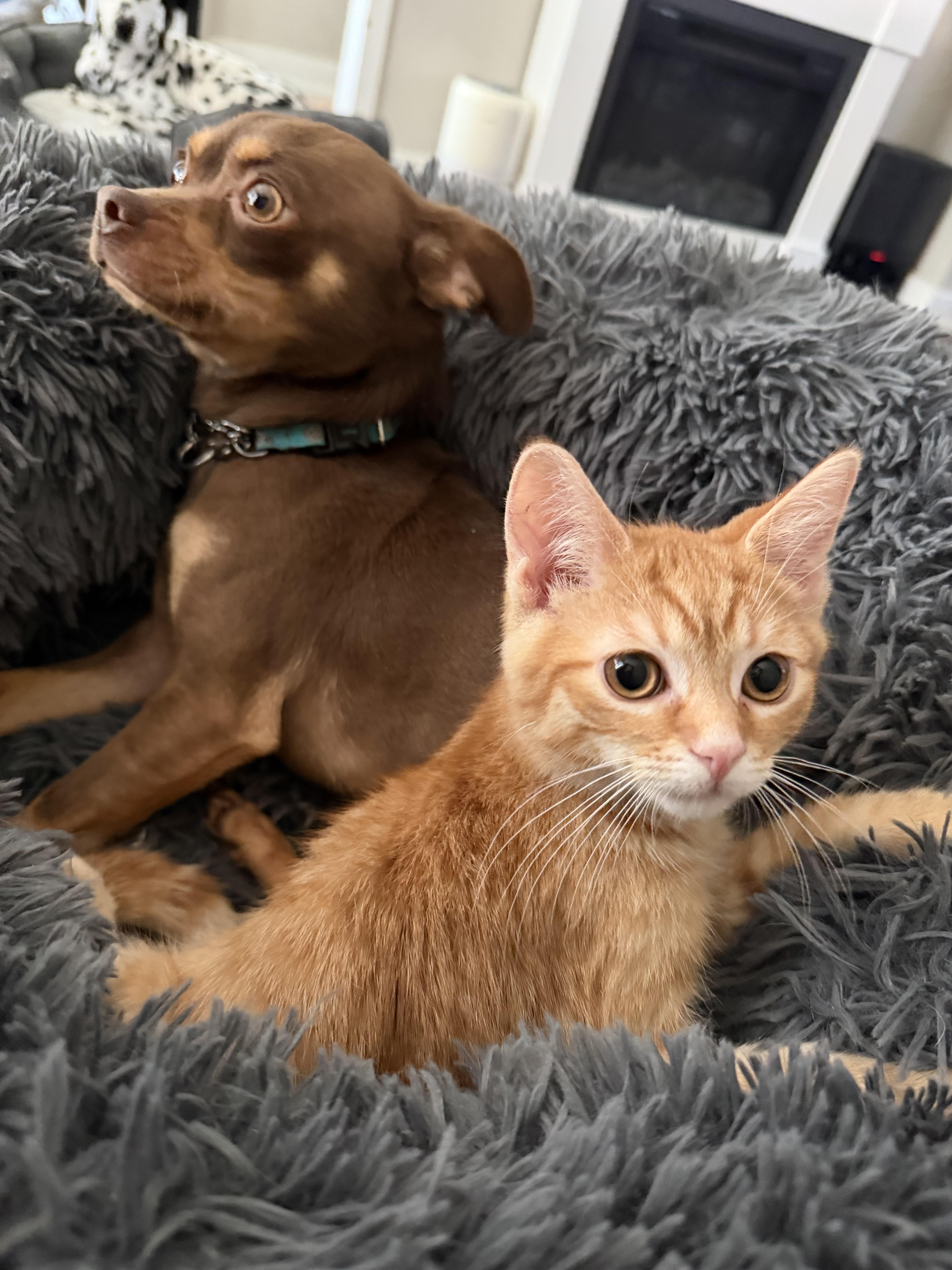 Dorito, an adopted Domestic Short Hair in Brampton, ON image 3/6