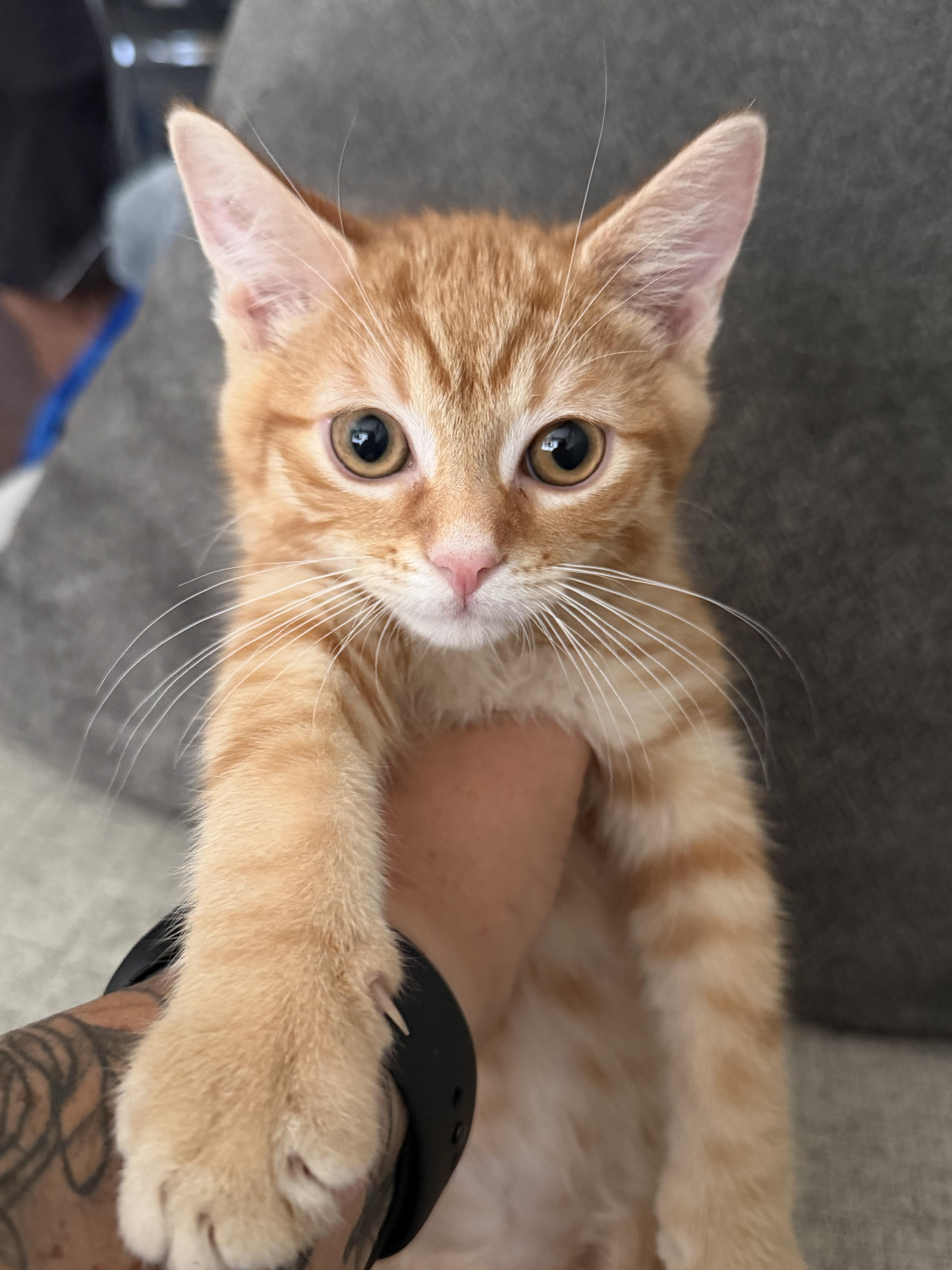 Dorito, an adopted Domestic Short Hair in Brampton, ON image 6/6