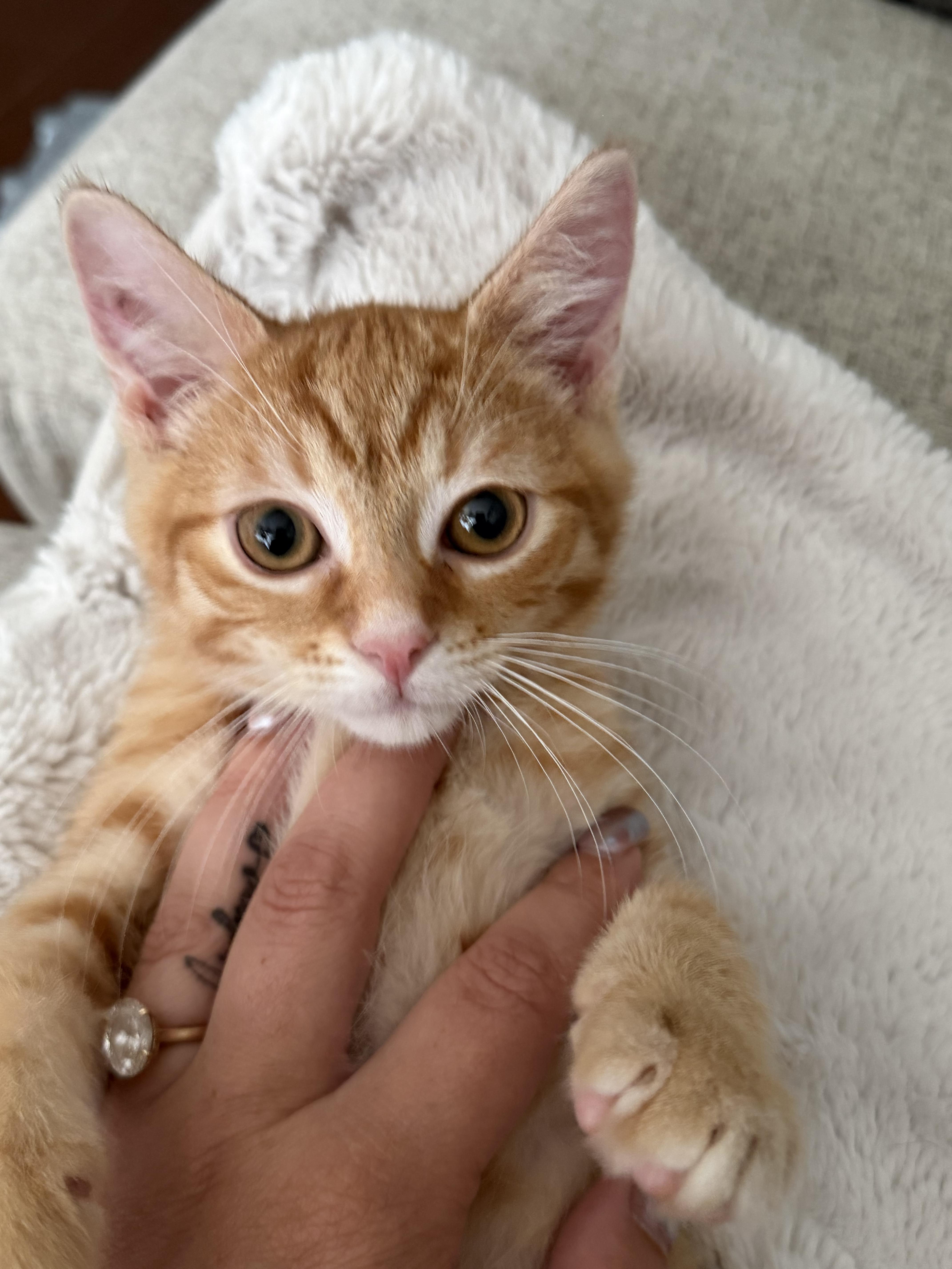Dorito, an adopted Domestic Short Hair in Brampton, ON image 4/6