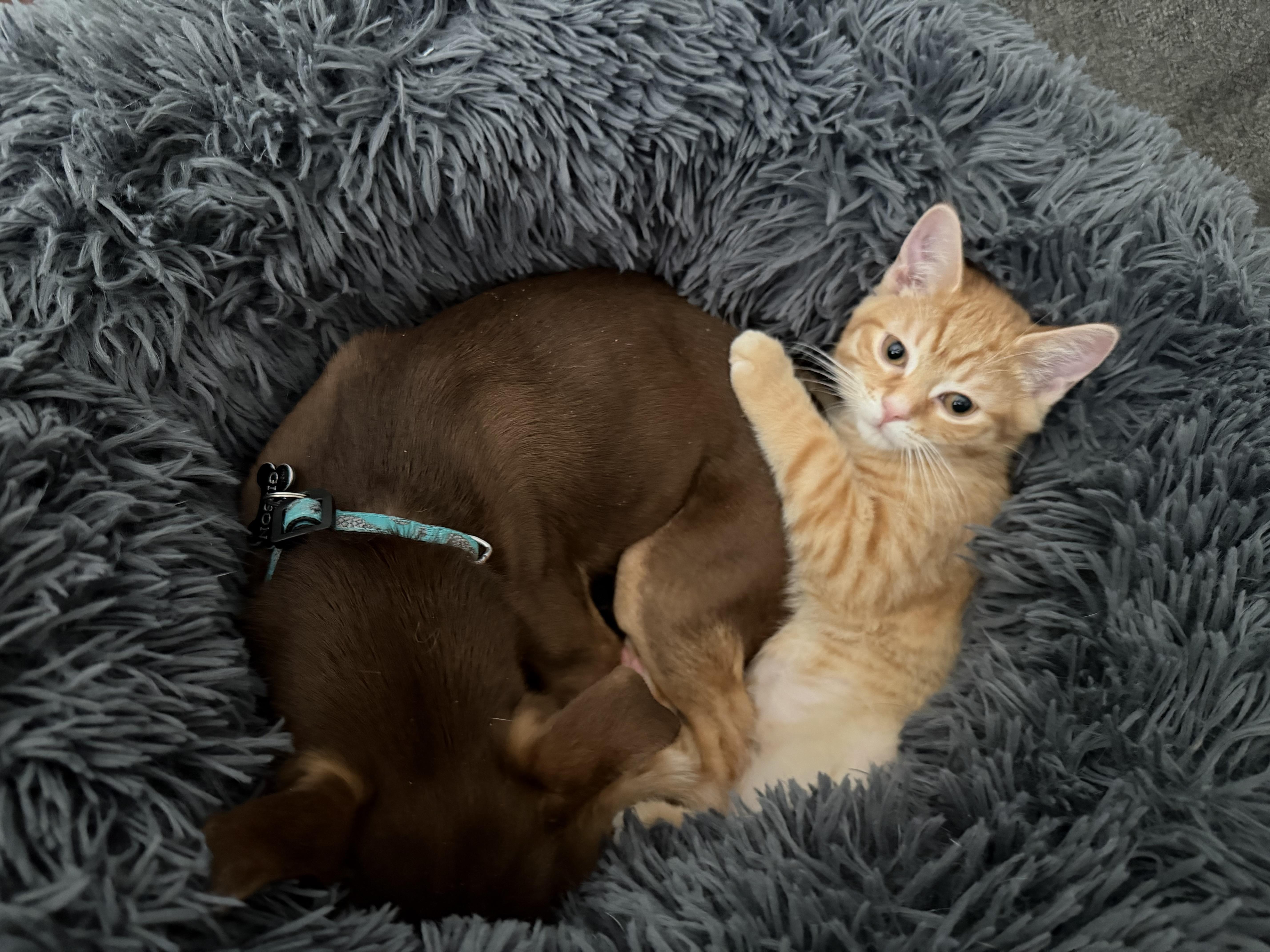 Dorito, an adopted Domestic Short Hair in Brampton, ON image 5/6