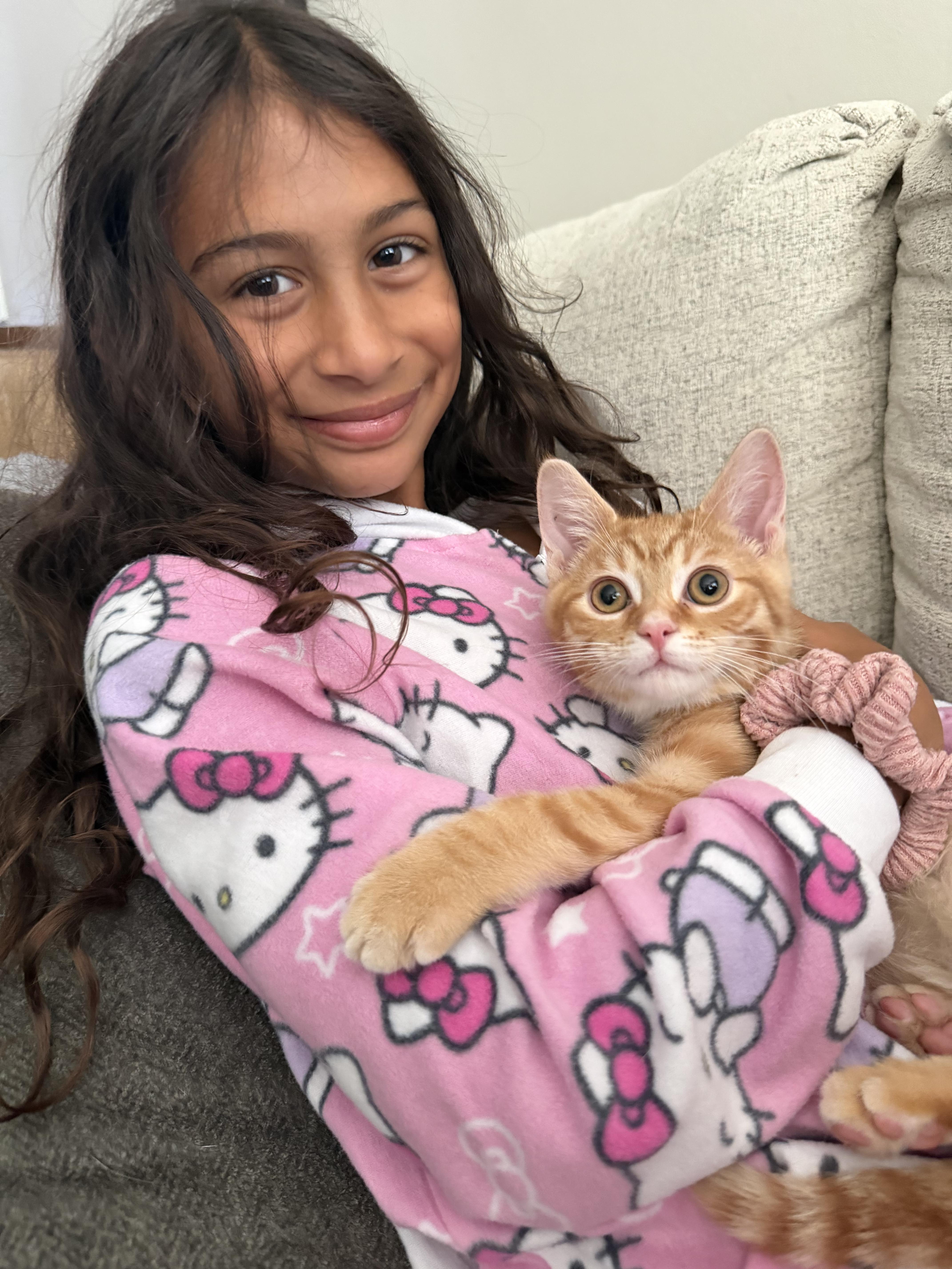 Dorito, an adopted Domestic Short Hair in Brampton, ON image 2/6