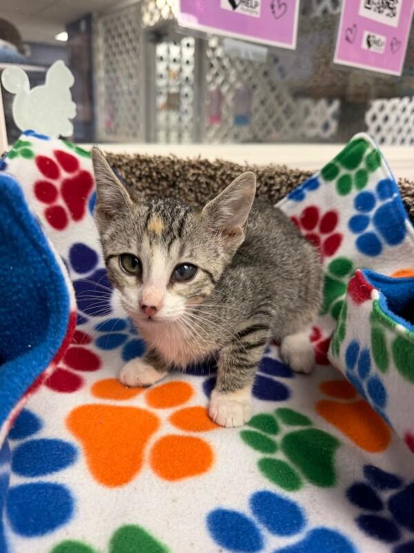 Enlarge Rayna, a Adoptable Domestic Short Hair in Belton, MO image 1/1