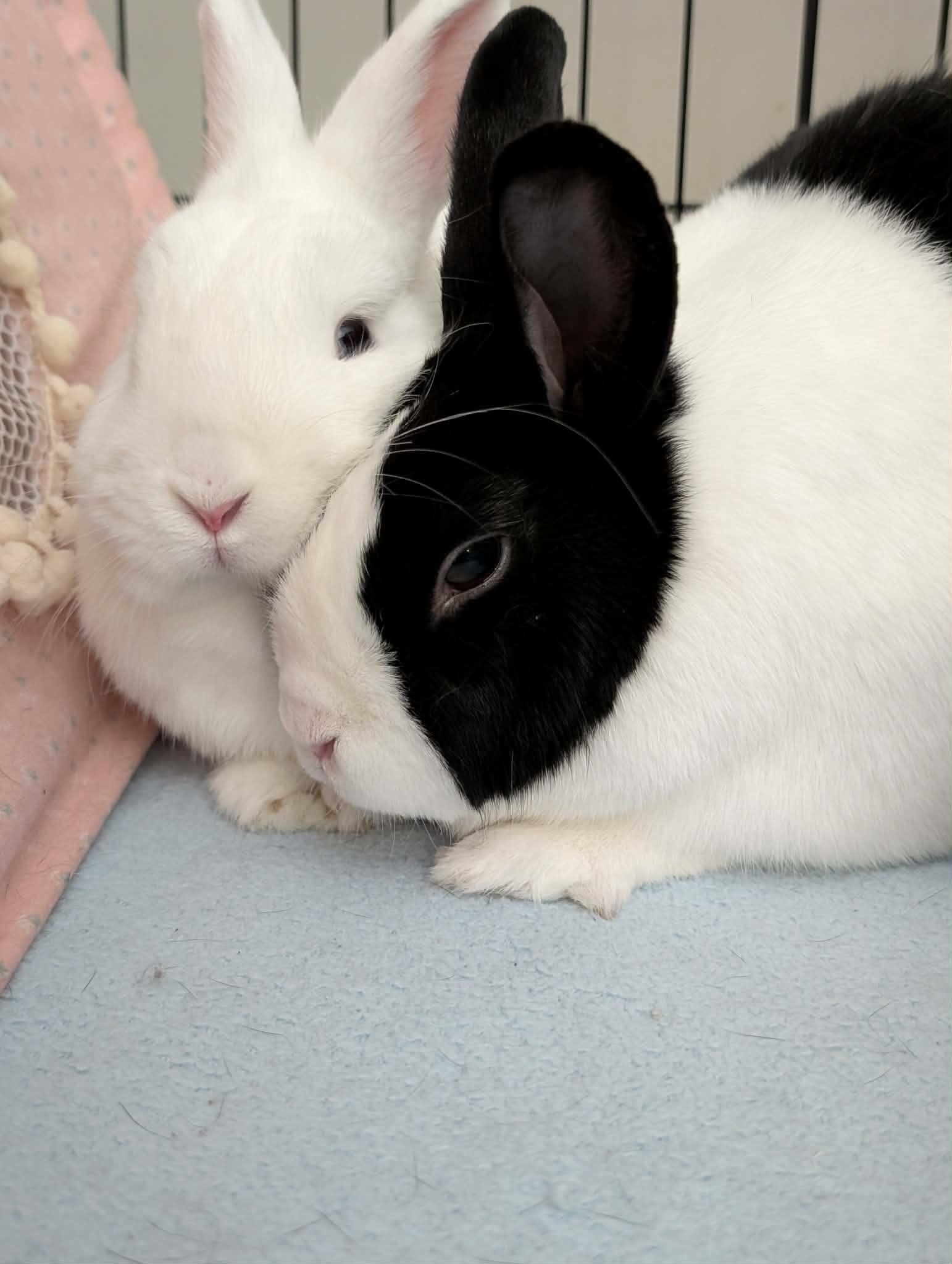 Bart & Luna, a ADOPTABLE mixed breed in Ottawa, ON image 4/4