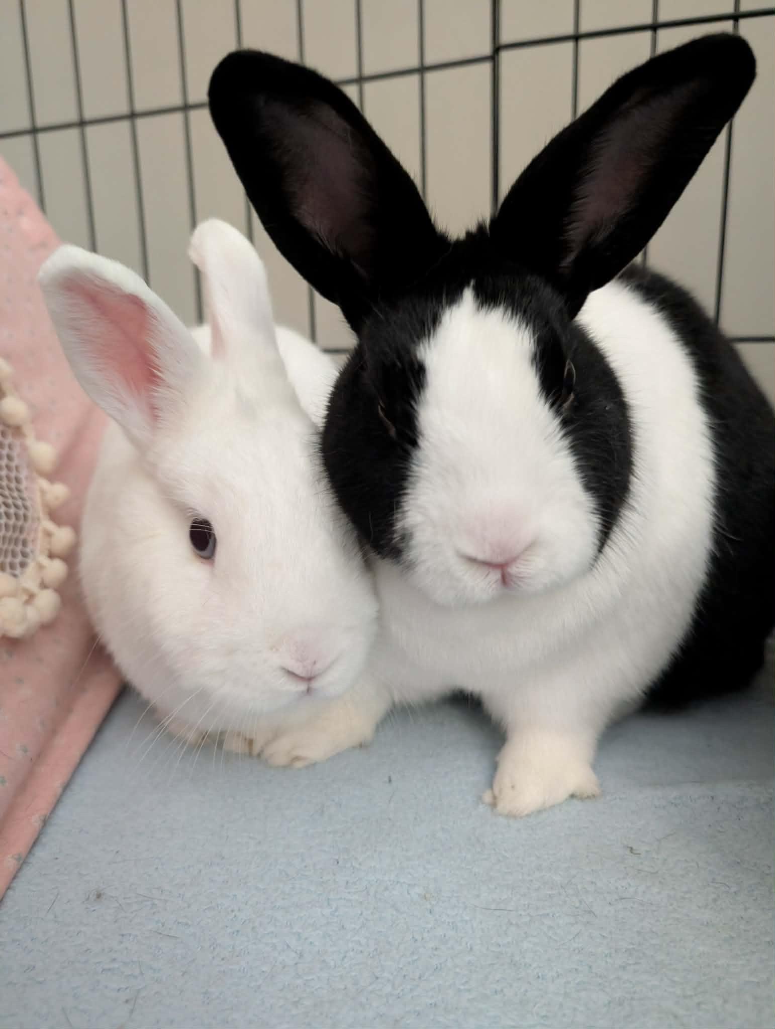 Bart & Luna, a ADOPTABLE mixed breed in Ottawa, ON image 1/4