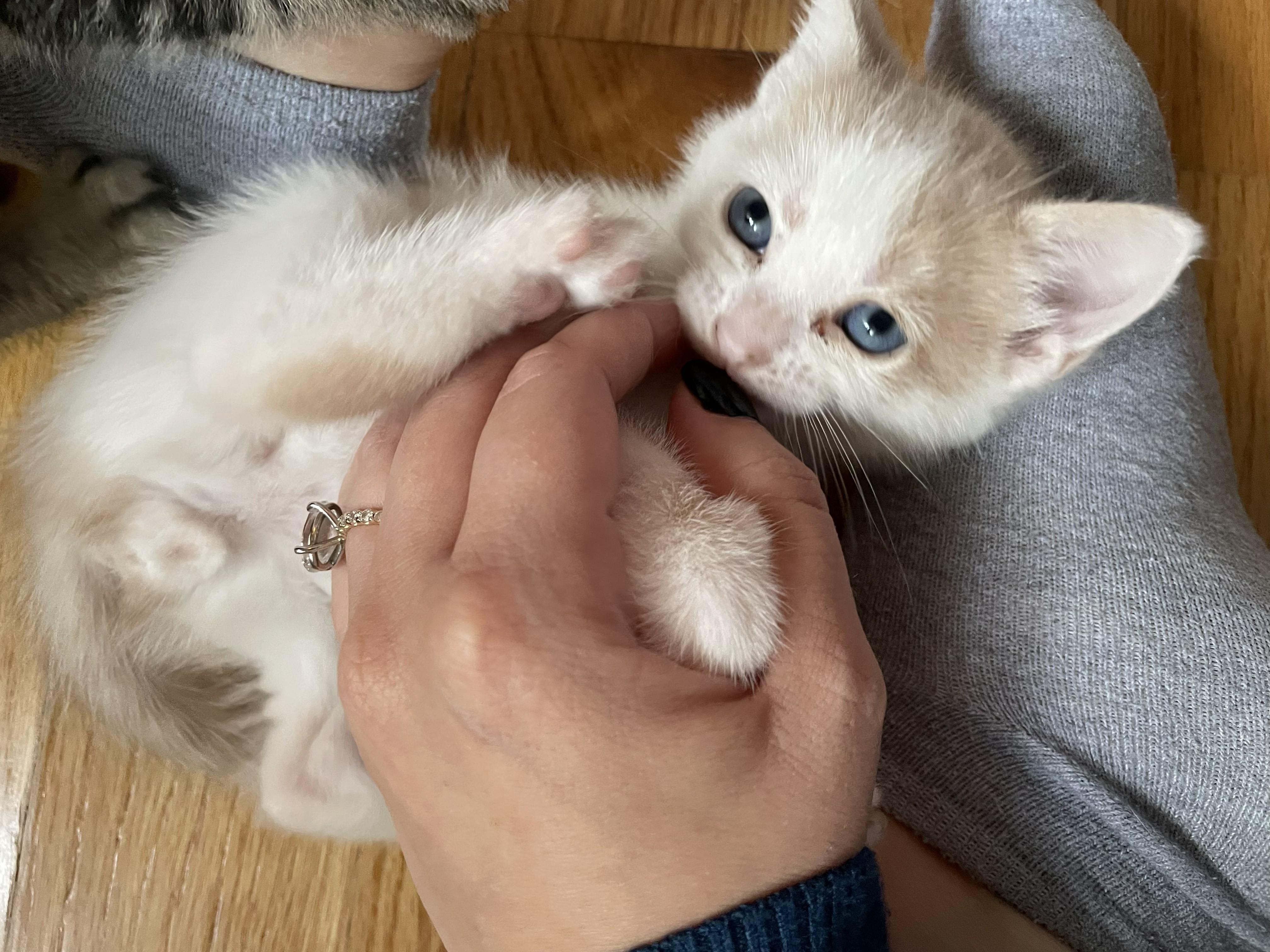 Enlarge Fiona, a Adoptable American Shorthair in Brooklyn, NY image 4/4