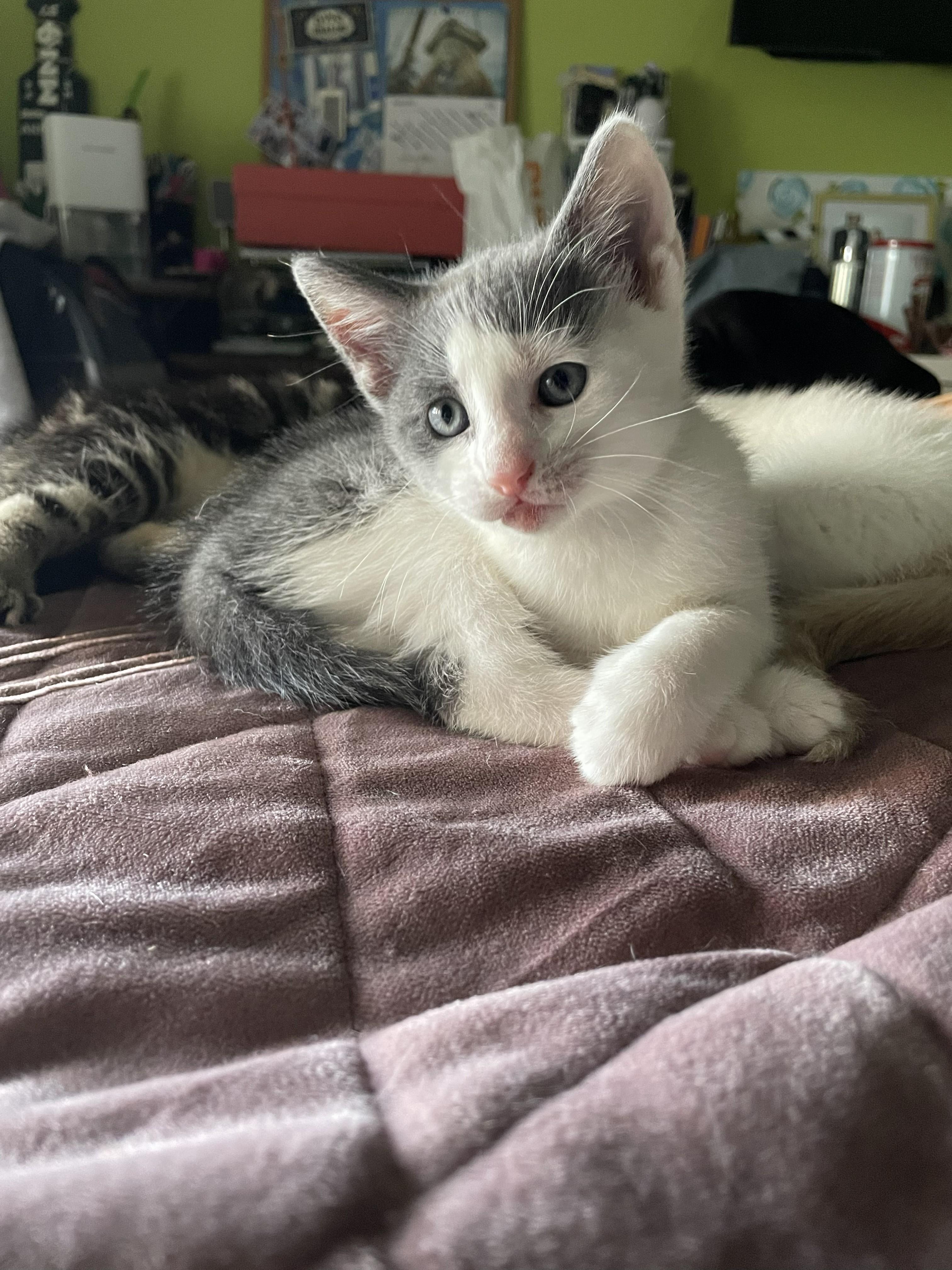 Enlarge Fiona, a Adoptable American Shorthair in Brooklyn, NY image 3/4
