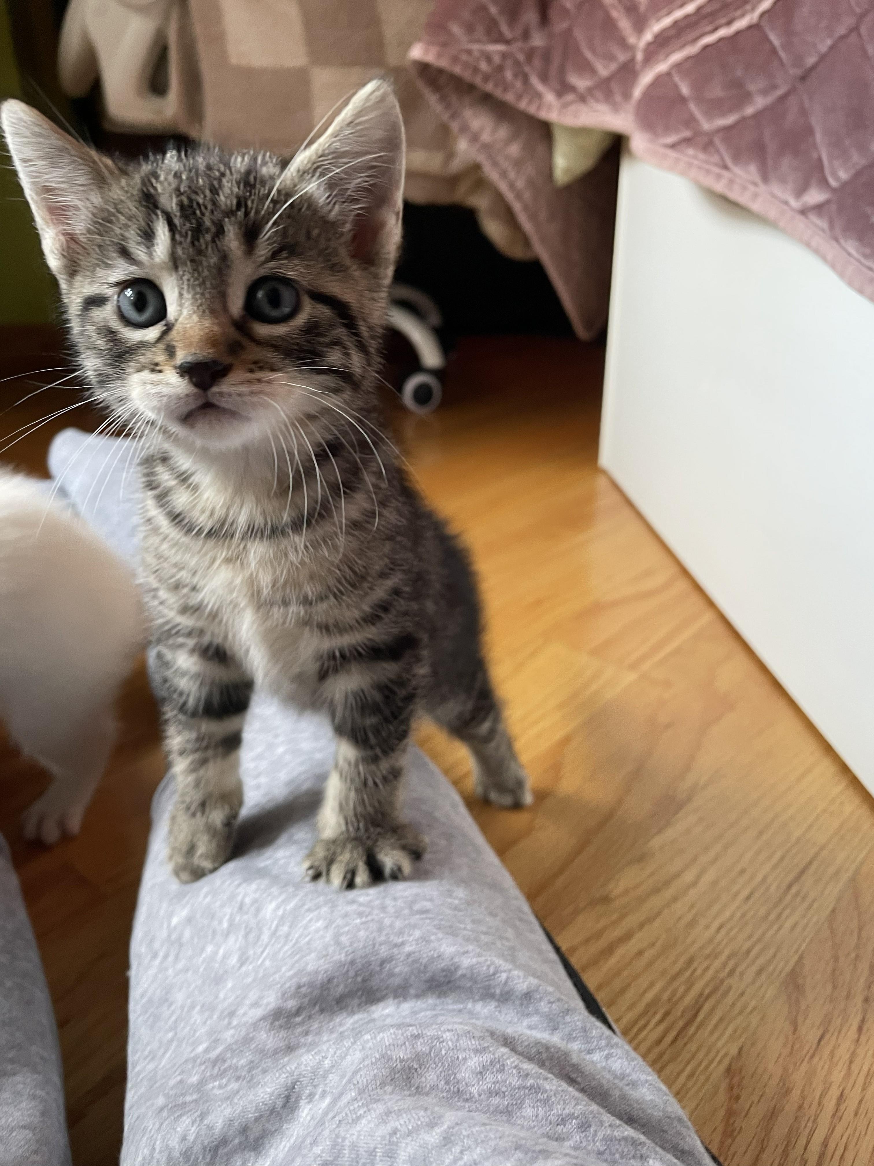 Enlarge Fiona, a Adoptable American Shorthair in Brooklyn, NY image 1/4