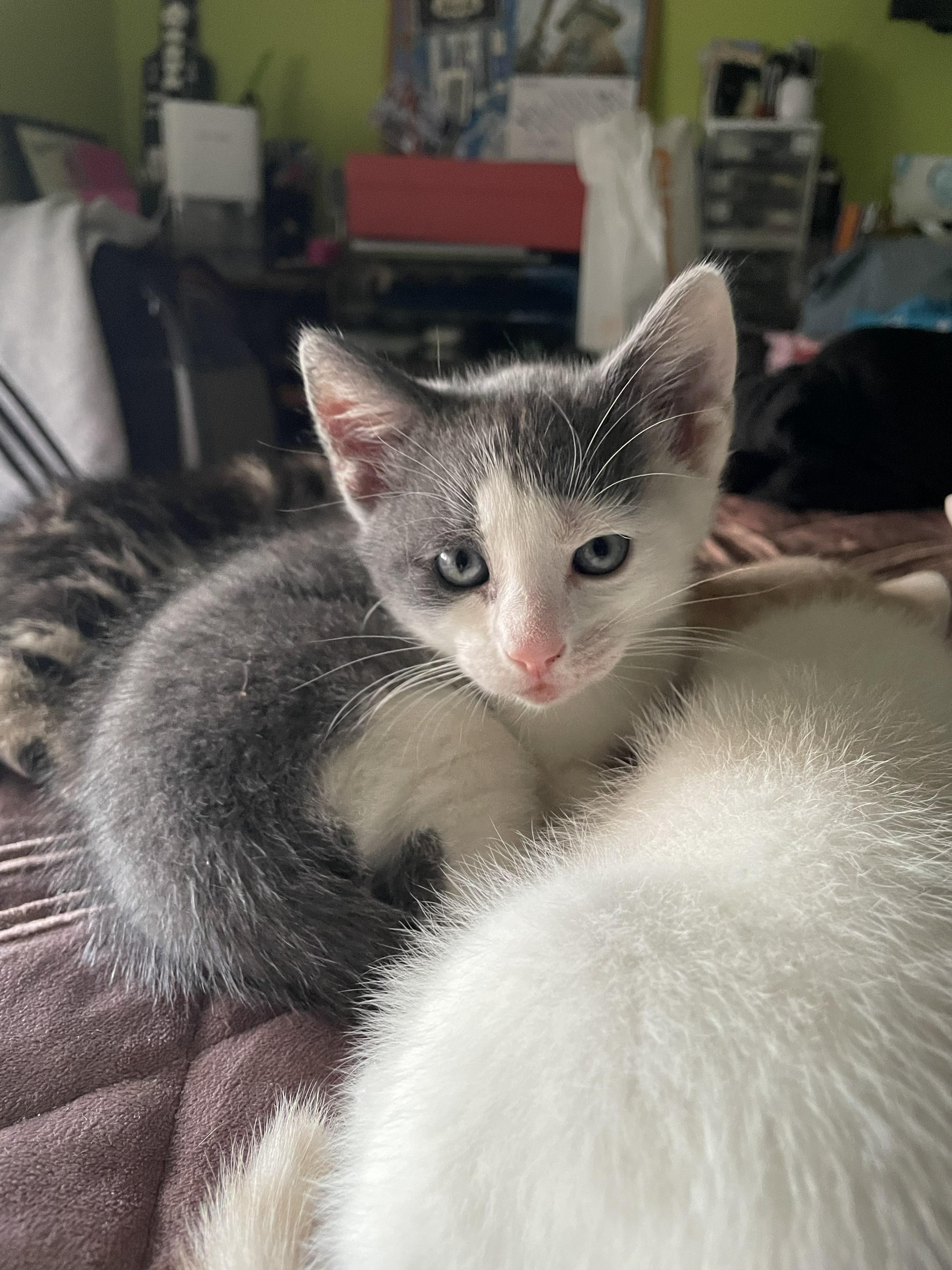 Enlarge Fiona, a Adoptable American Shorthair in Brooklyn, NY image 2/4