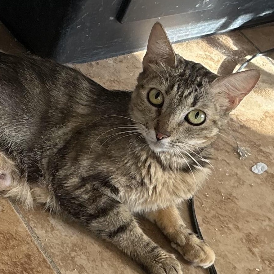 Harley, Adoptable, Young Female Domestic Short Hair.