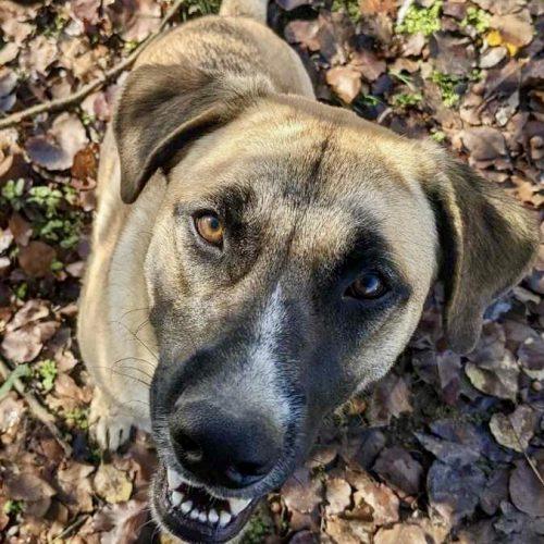 Enlarge Zyla, a Adoptable mixed breed in Leesburg, AL image 2/5