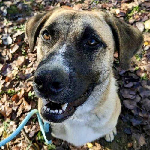 Enlarge Zyla, a Adoptable mixed breed in Leesburg, AL image 4/5