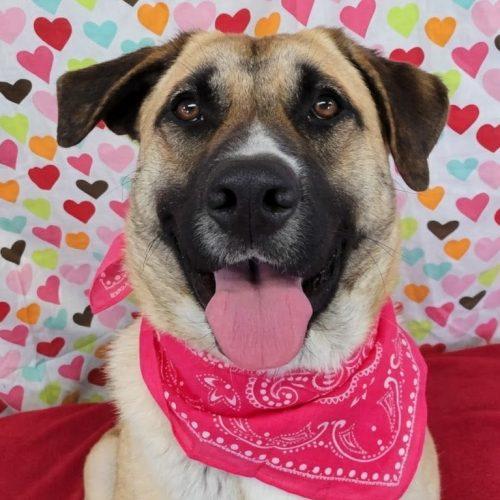 Enlarge Zyla, a Adoptable mixed breed in Leesburg, AL image 5/5