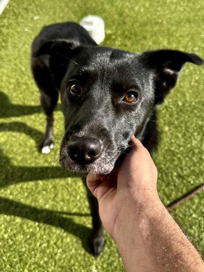 Dewdrop Sparkle Shine, Adoptable, Adult Female Mixed Breed & Mixed Breed.