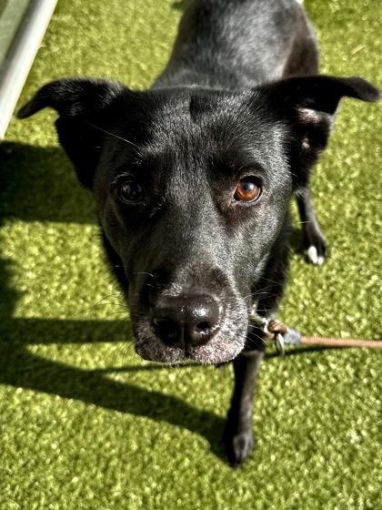 Enlarge Dewdrop Sparkle Shine, a Adoptable mixed breed in Wichita, KS image 2/3