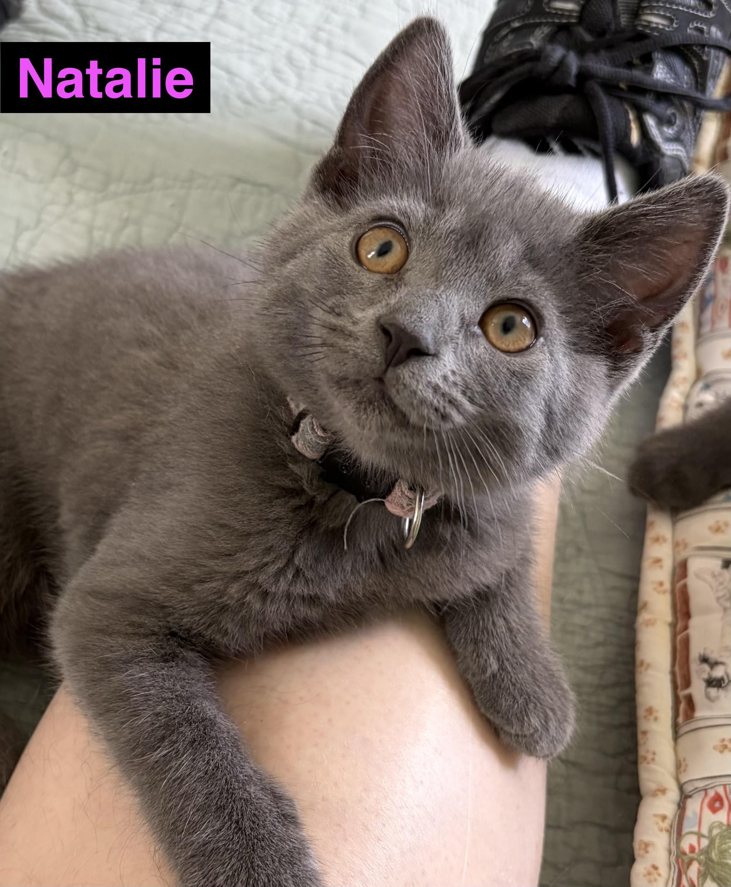 Natalie, Adoptable, Kitten Female Russian Blue & Domestic Short Hair.