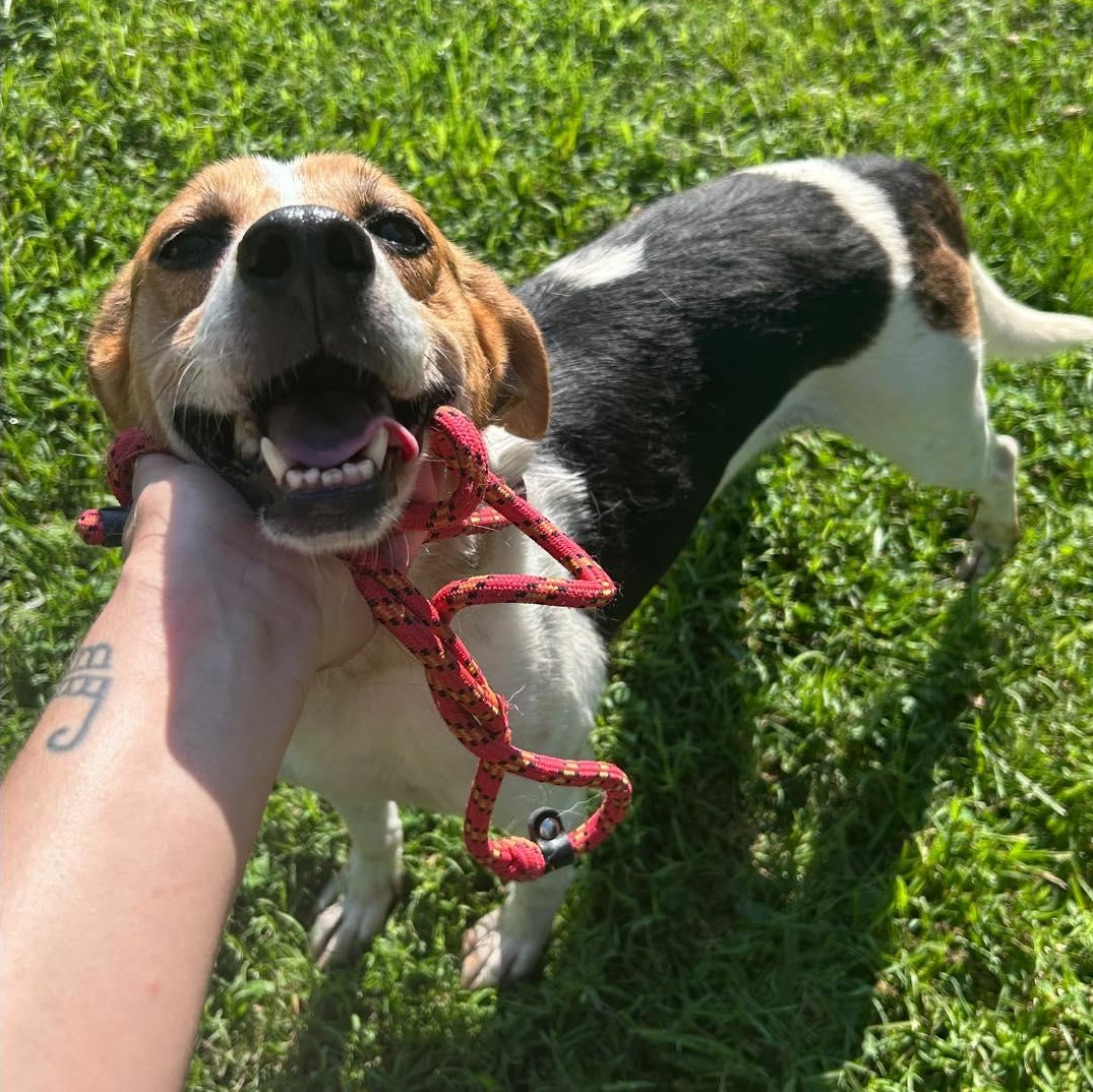 Zeke, Adult Male Beagle