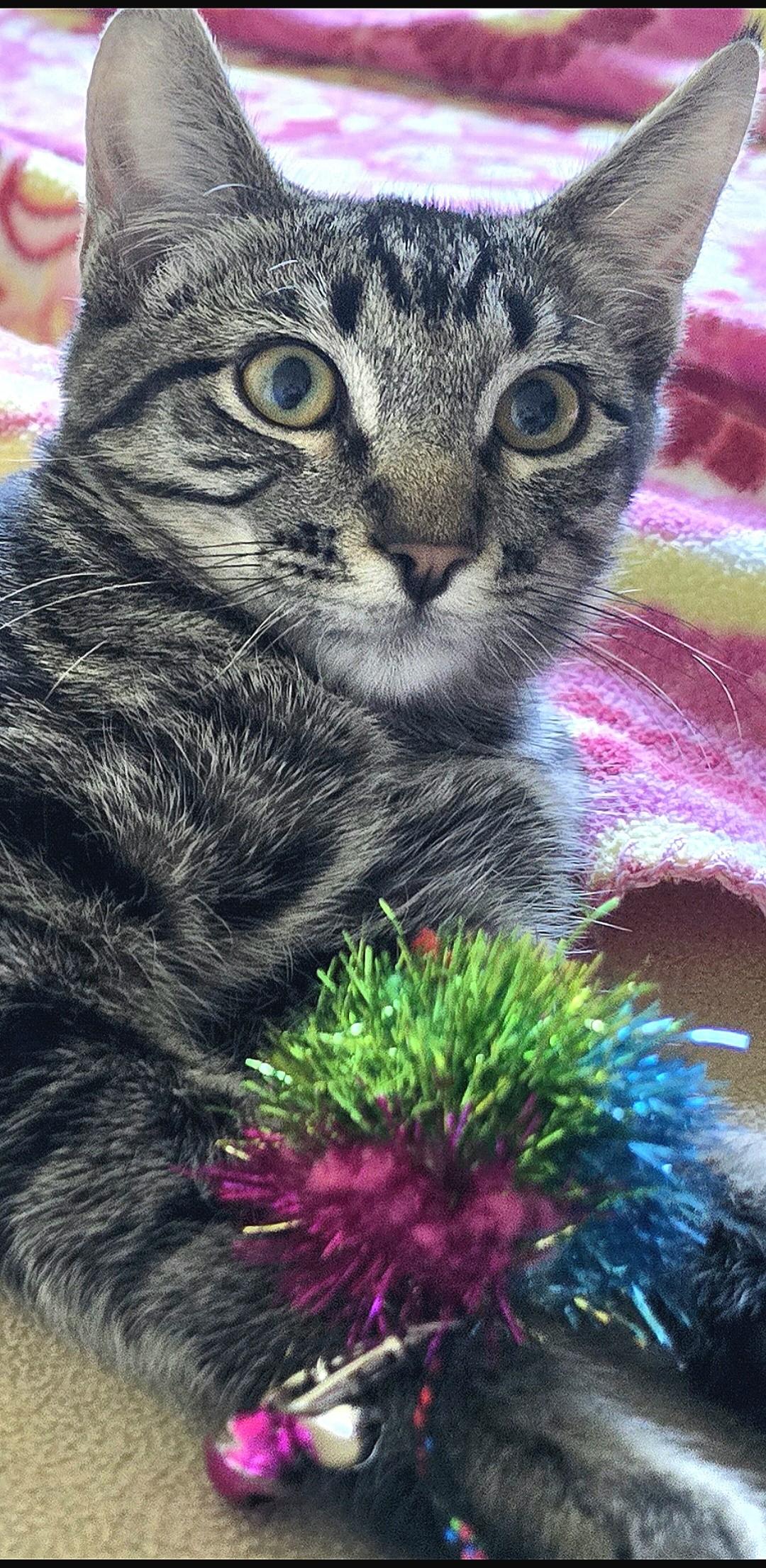 Polosatyy, adoptable, Kitten Male Tabby & Domestic Medium Hair.