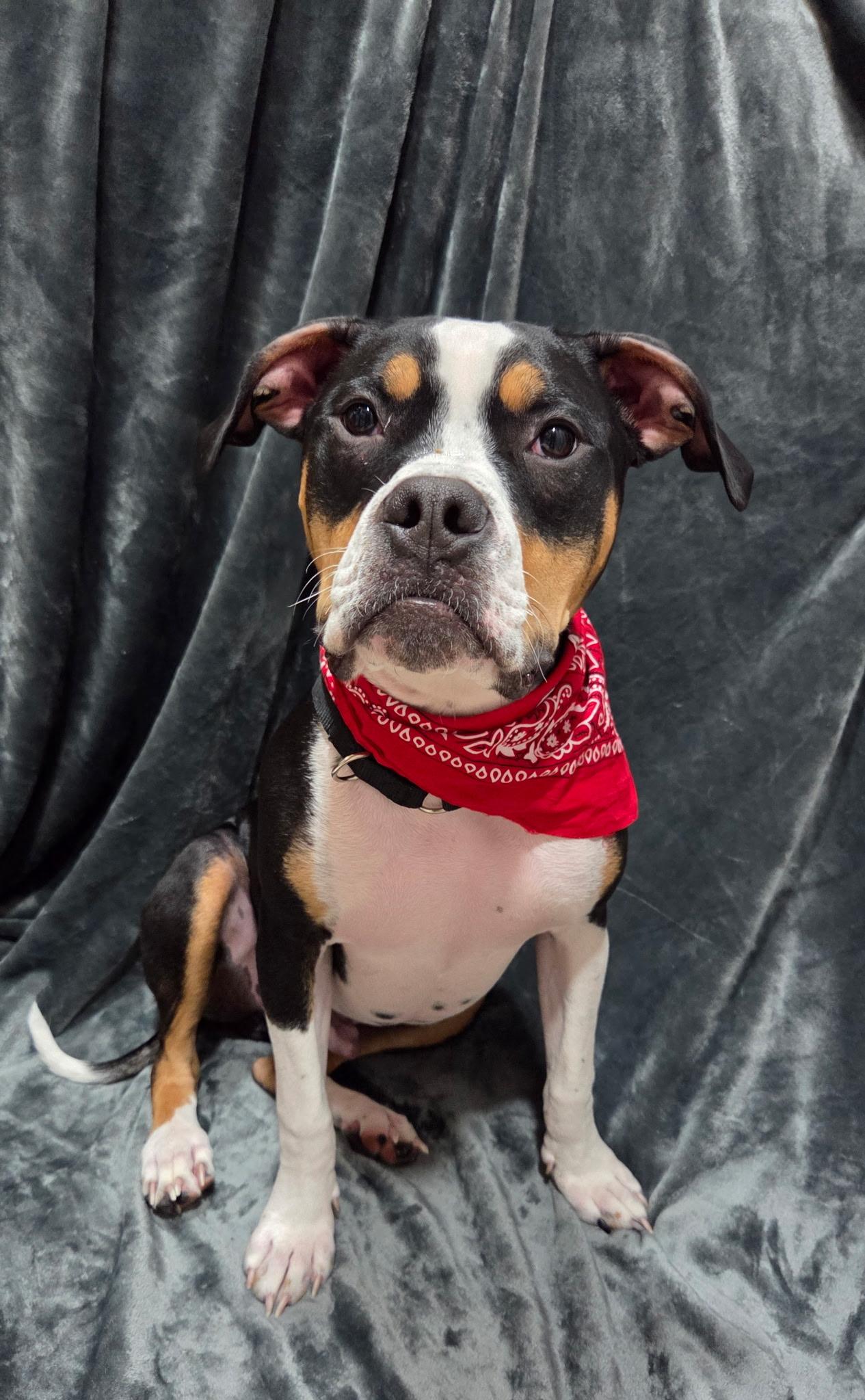 Snoop Dog ( foster to adopt), a ADOPTABLE mixed breed in White Lake, MI image 1/6