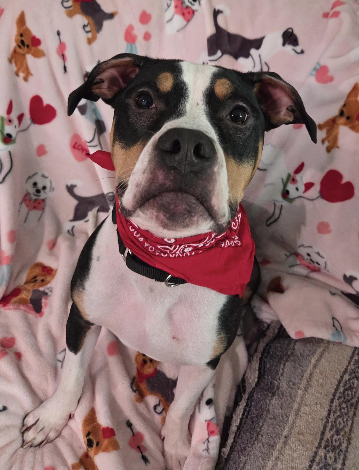 Enlarge Snoop Dog , a ADOPTABLE mixed breed in White Lake, MI image 3/5