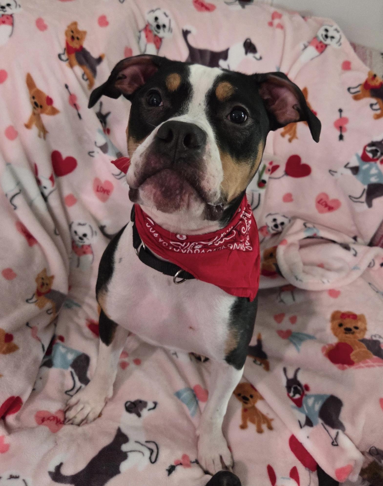 Enlarge Snoop Dog , a ADOPTABLE mixed breed in White Lake, MI image 4/5