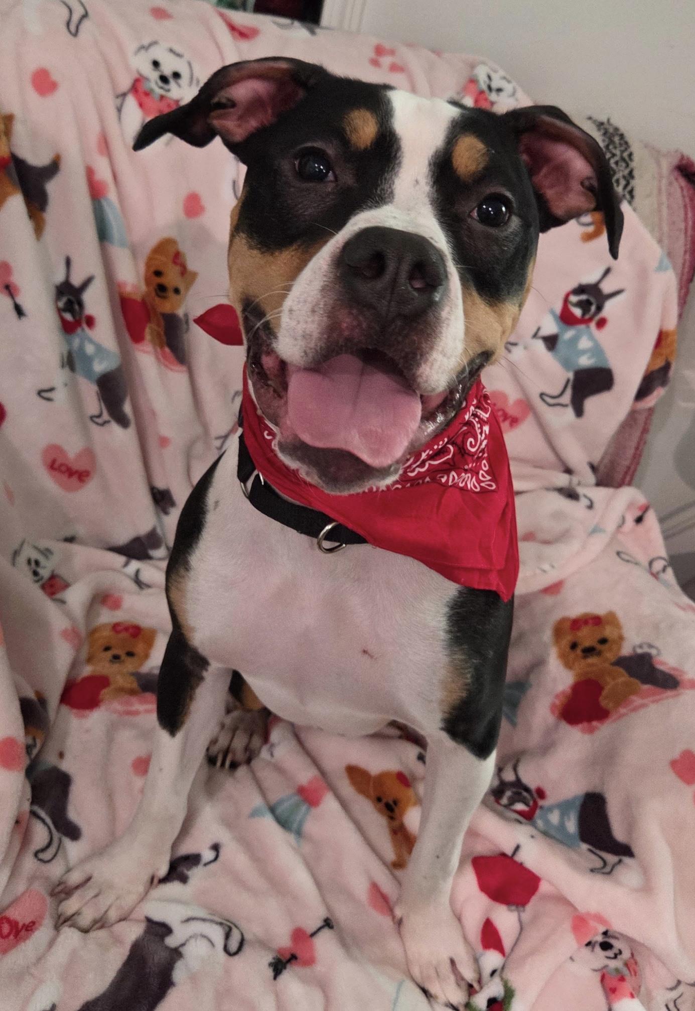 Snoop Dog , ADOPTABLE, Young Male Greater Swiss Mountain Dog & Staffordshire Bull Terrier.